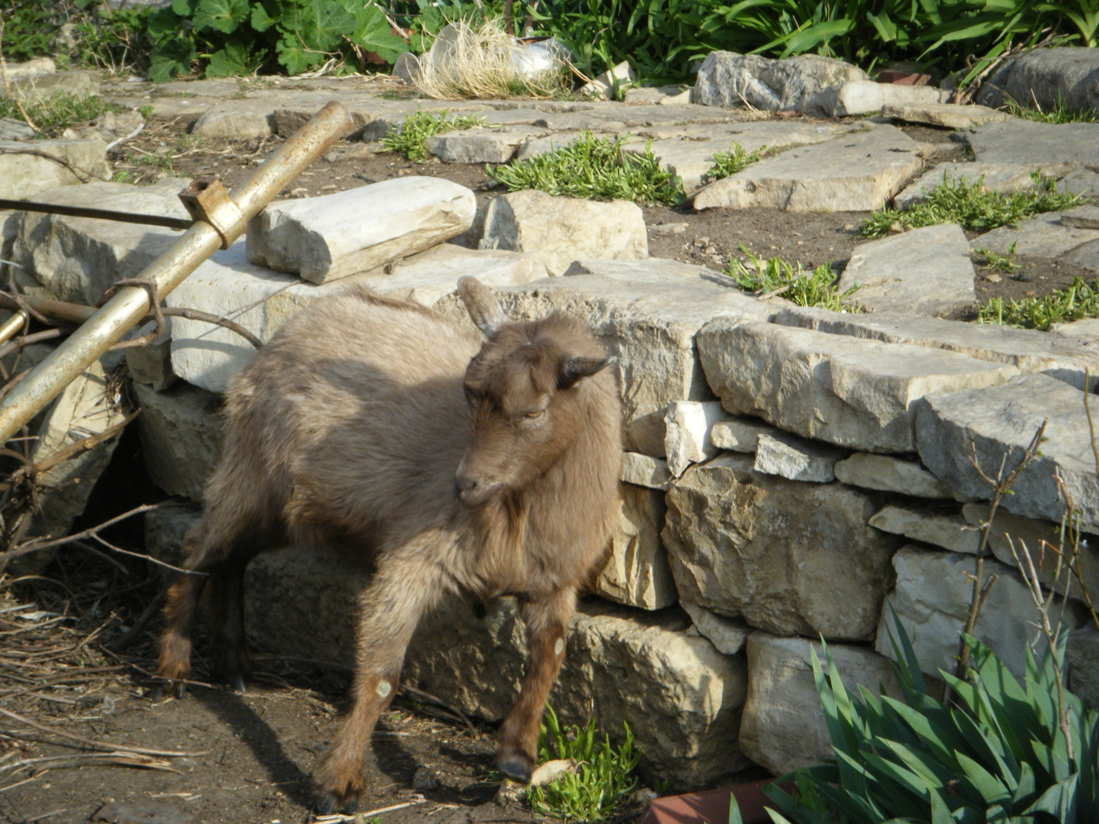 Max: It *looks* like he was scratching himself, but it was really a failed attempt to knock down the retaining wall. :P