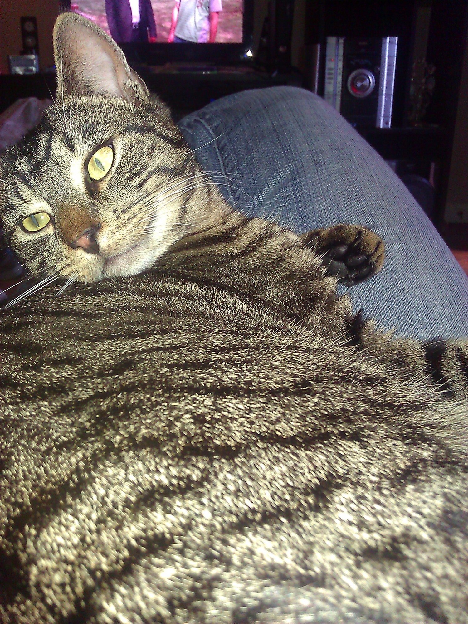 Max Kitty