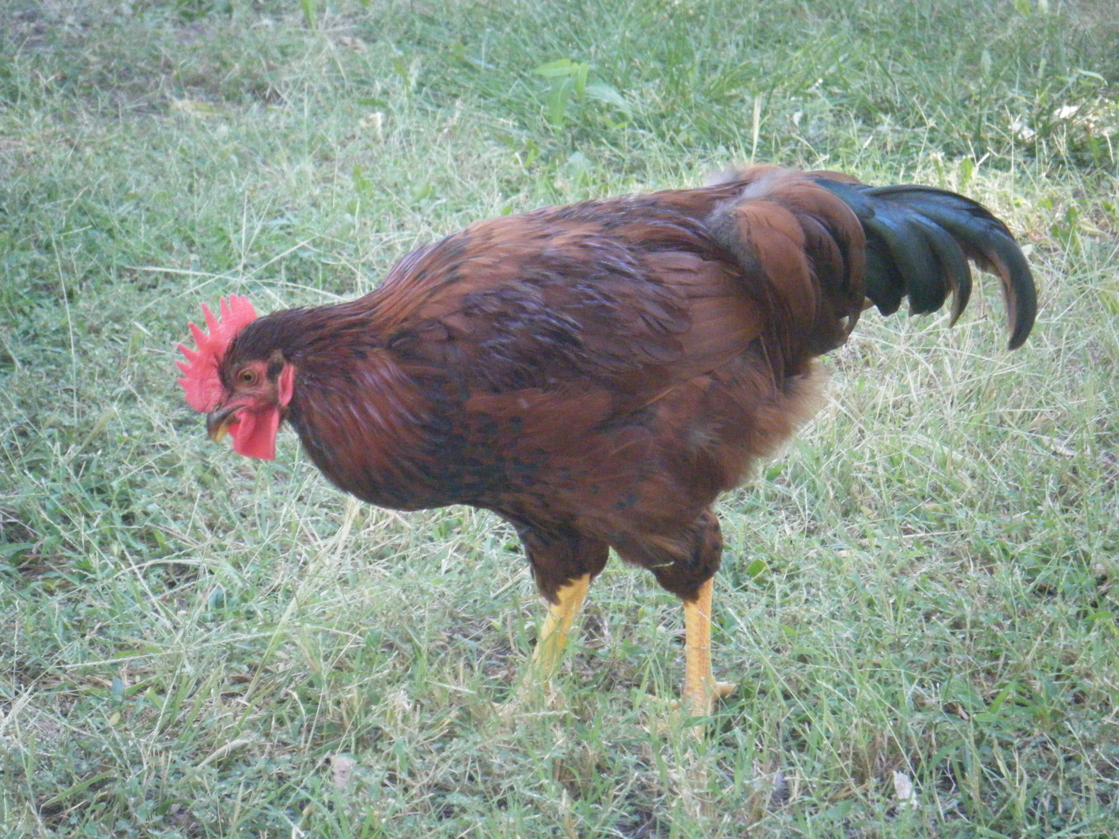 Max my RIR rooster. He is so gorgeous!