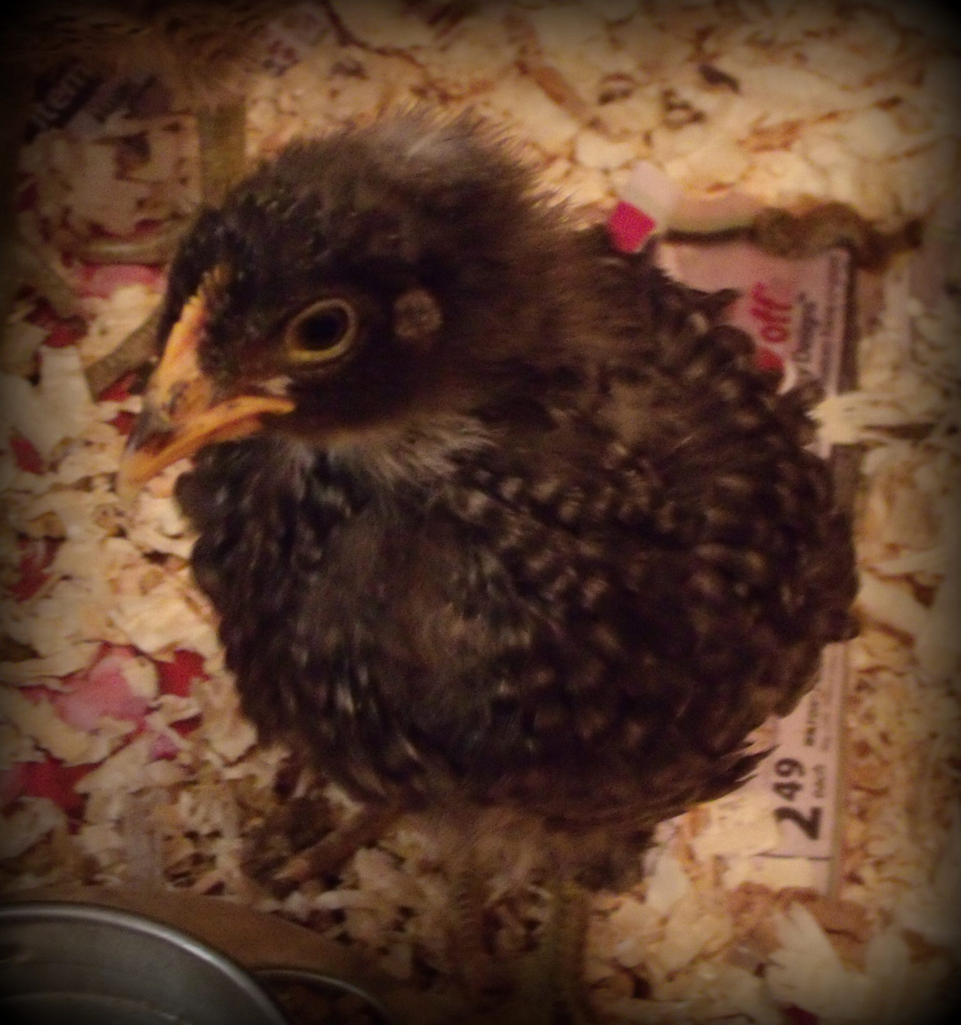 Maxine, 3 weeks old
