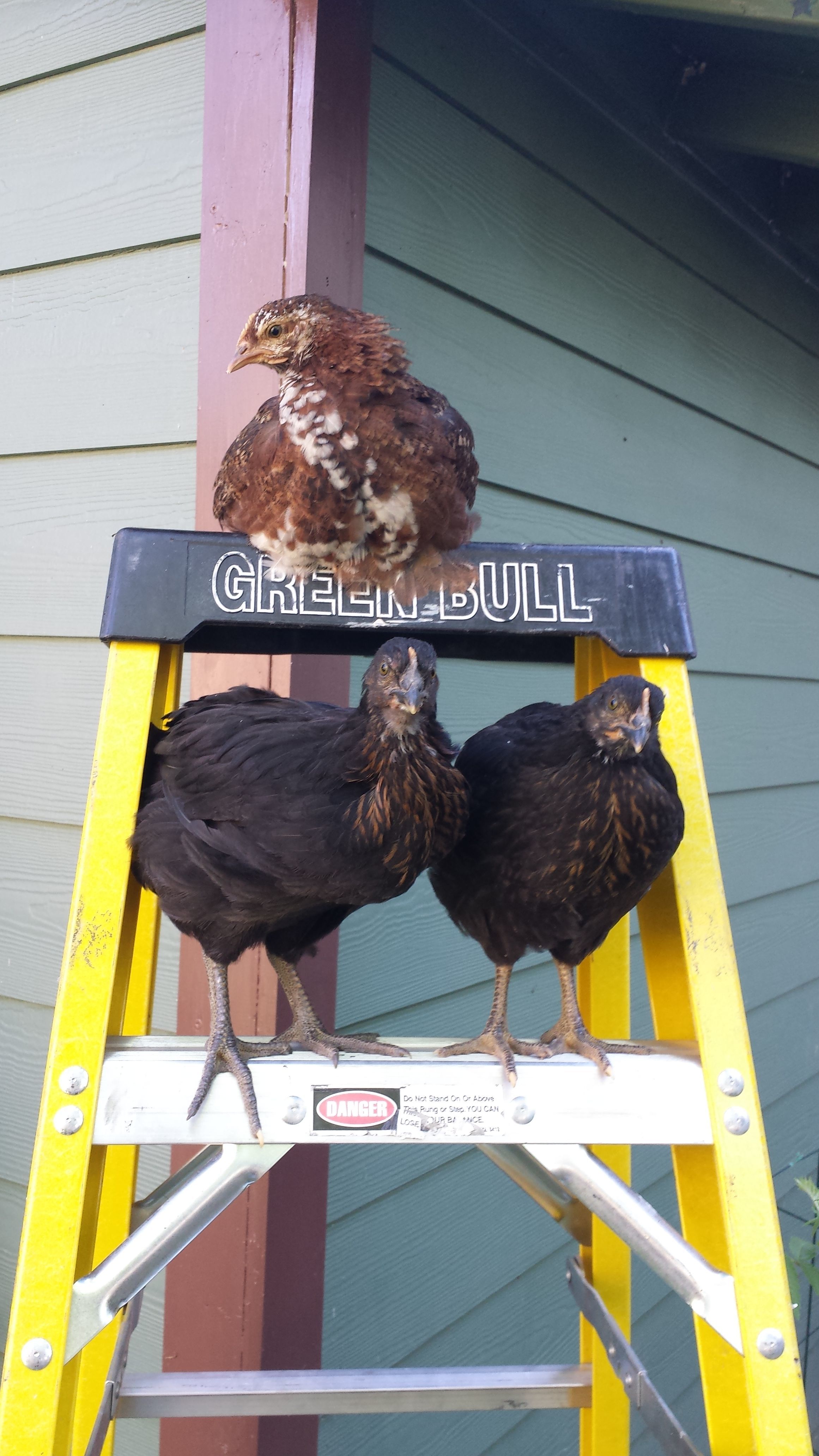 May 12, 2016
7 Weeks old