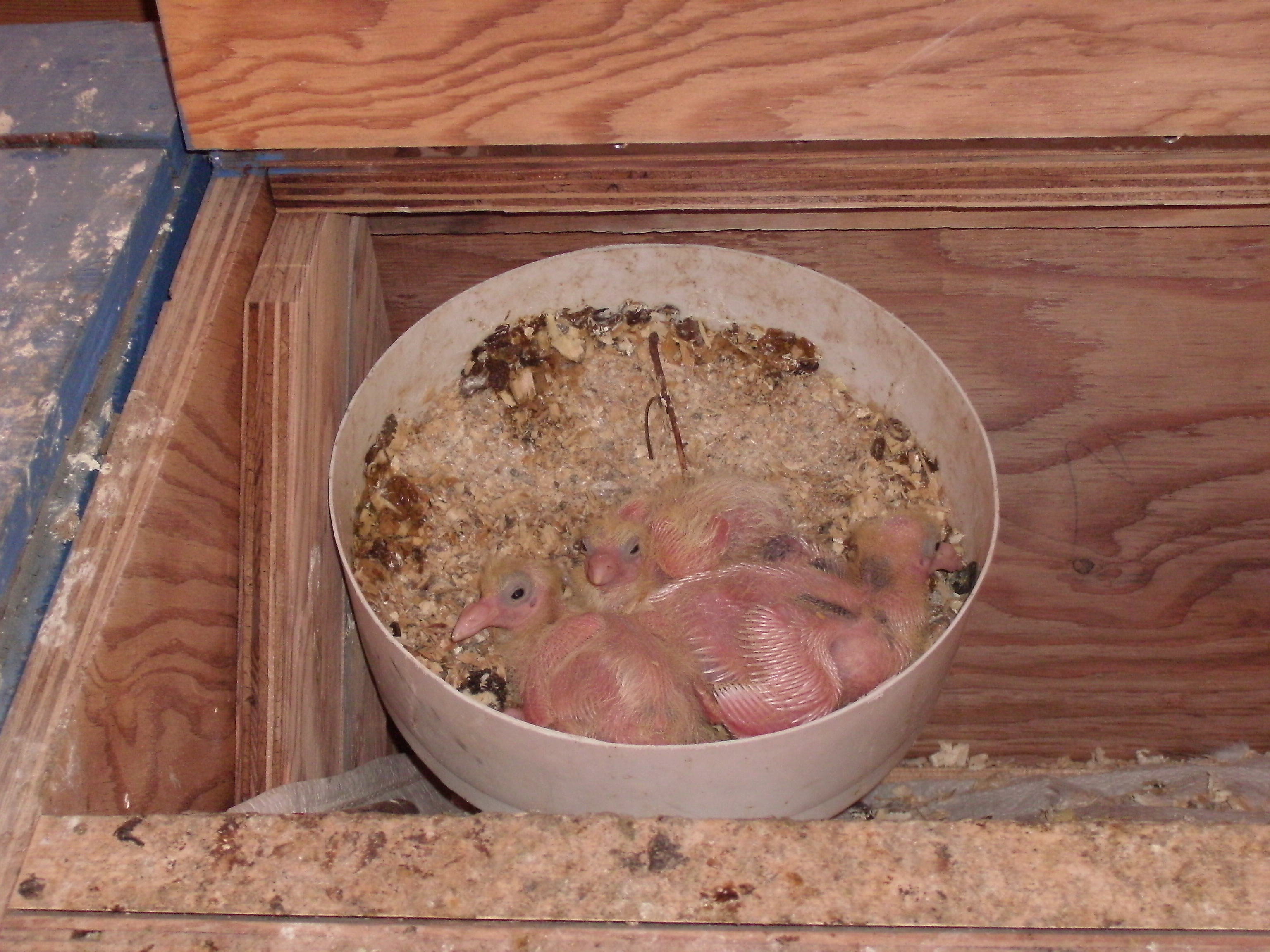 May 20, 2012 squabs hatched May 13 & 2 birds May 15. One has a splash of colour. It was an abandoned egg by Mrs Laszlo after Lazlo tried to return to his place of birth in Truro. Large nesting boxes (will be dividing them in two in the future) with closeable lid when not employed.