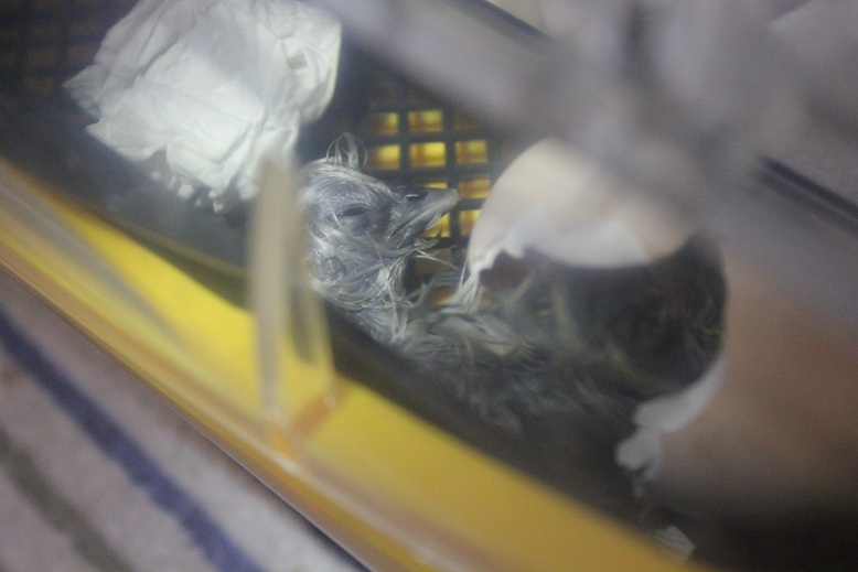 May 3rd-- Just Hatched!