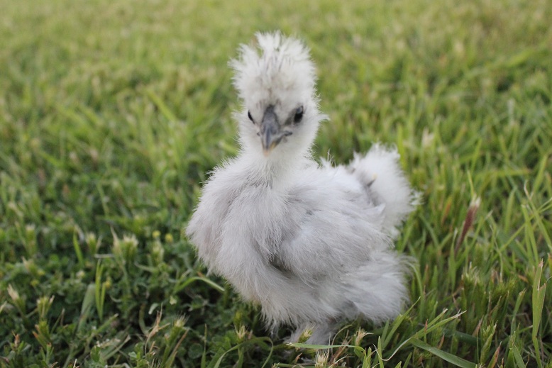 May 9th, 2012
4 week old chick
