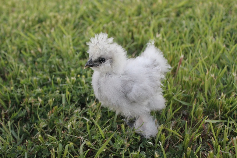May 9th, 2012
4 week old chick