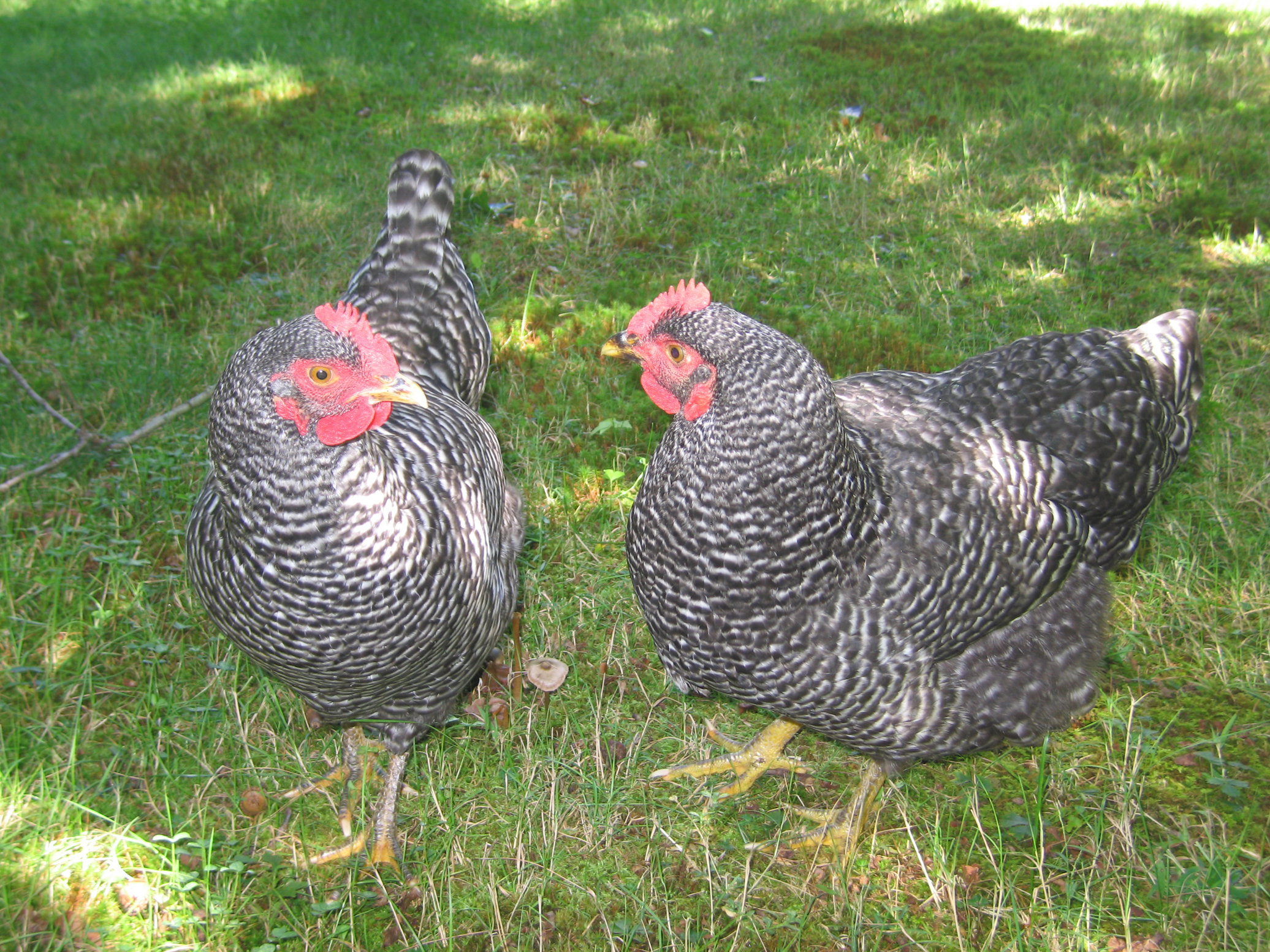 May and Flower ( May has no tail feathers-right)
