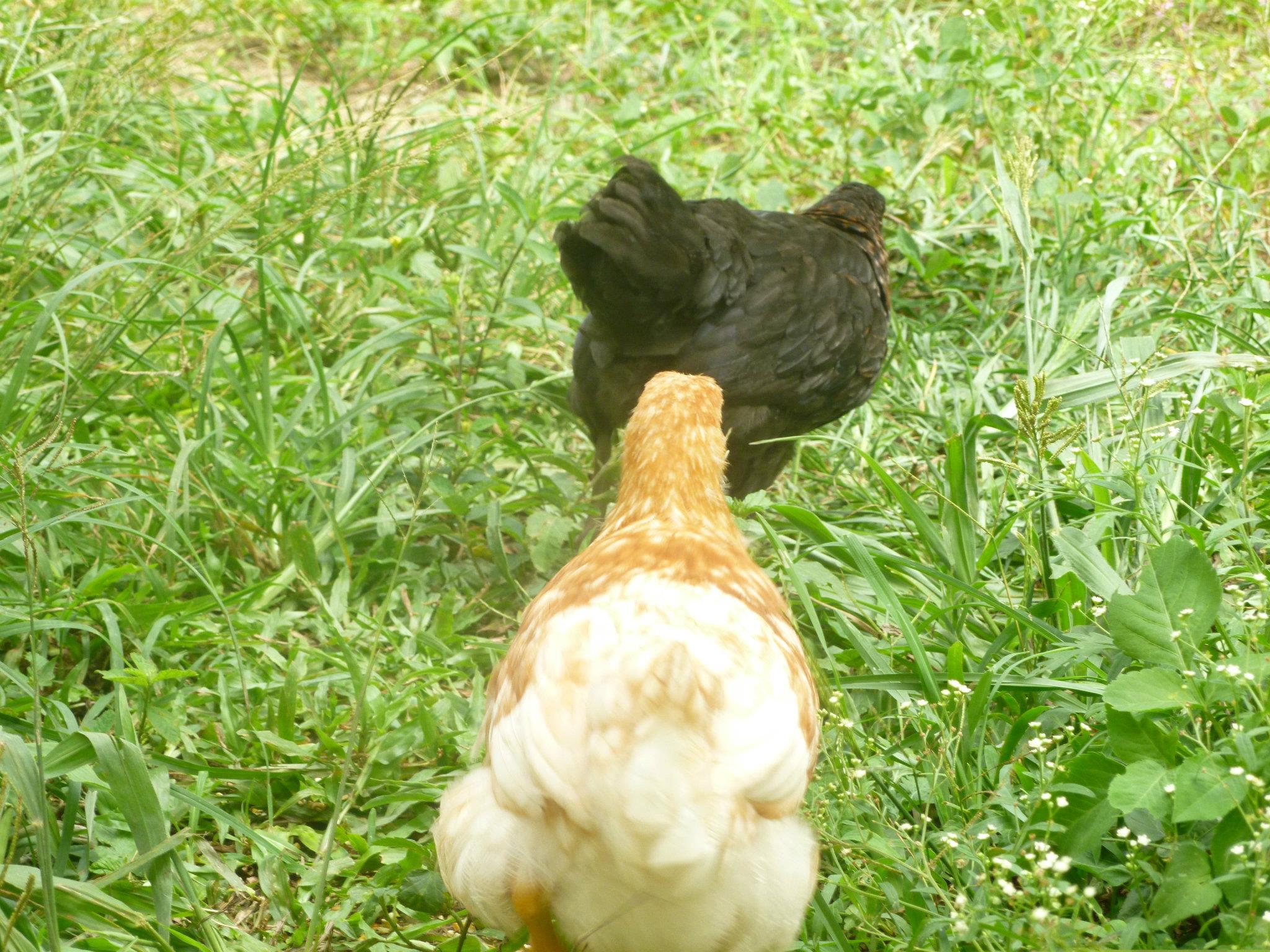 May and June free ranging