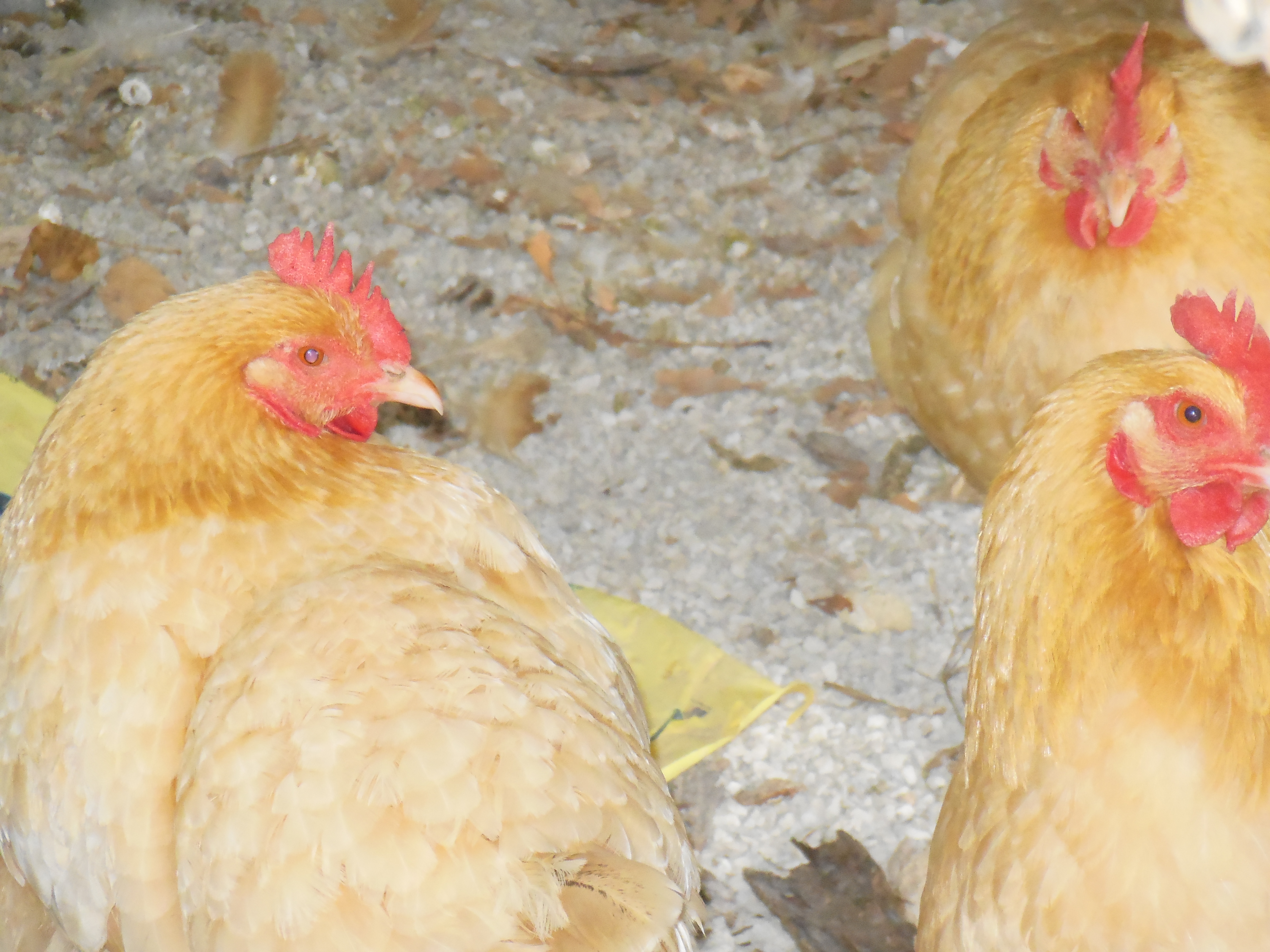 May, Elenor, and Gertrude, my buff orpingtons.