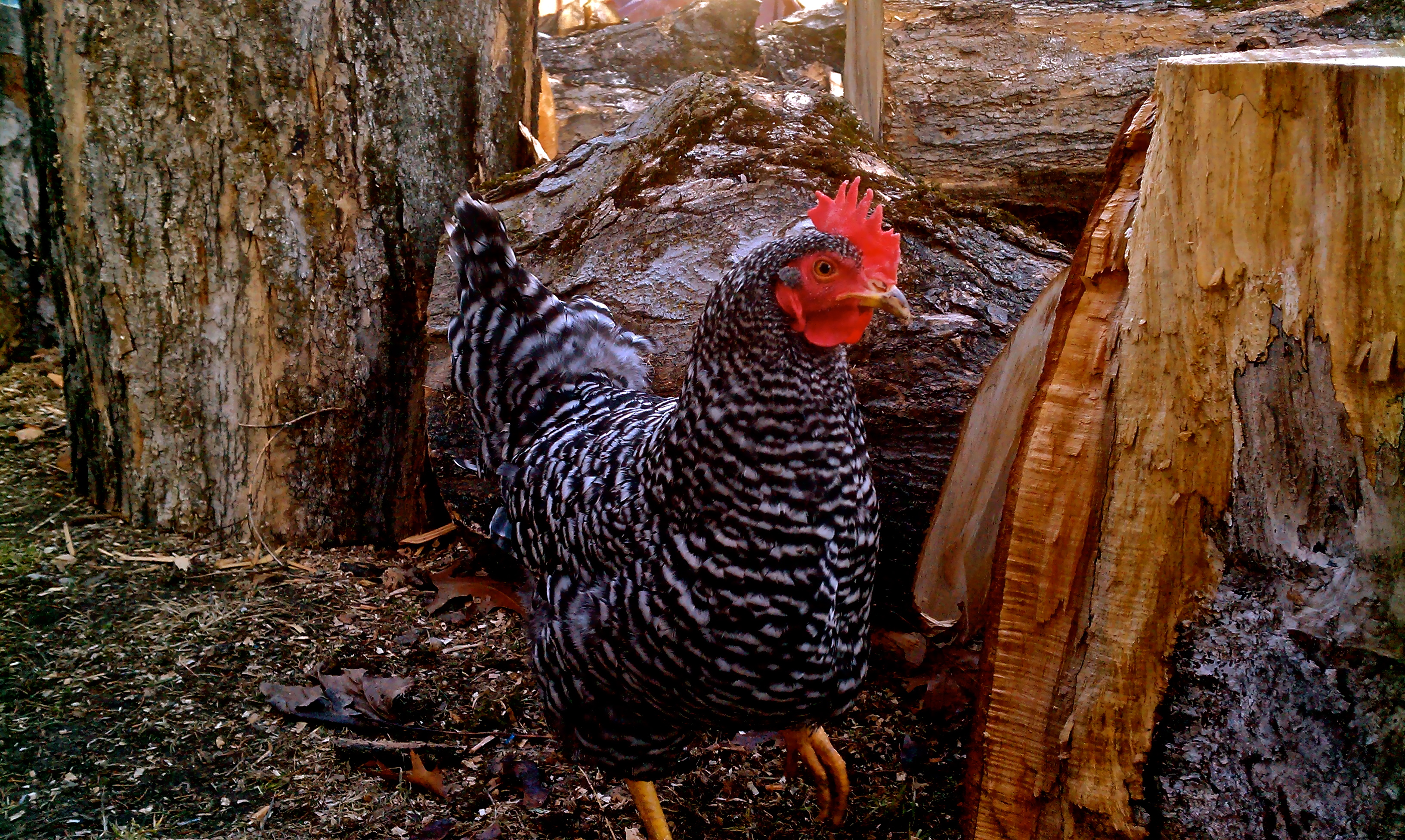 "May," the Barred Rock who is queen of my flock!