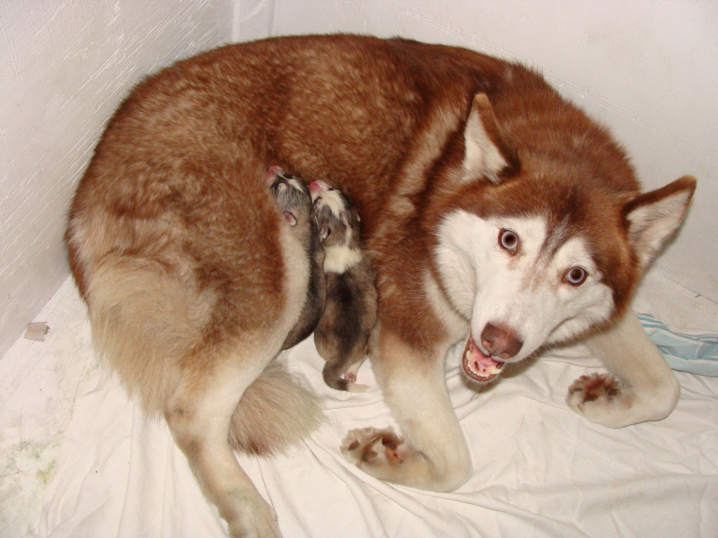 Maya and pups
