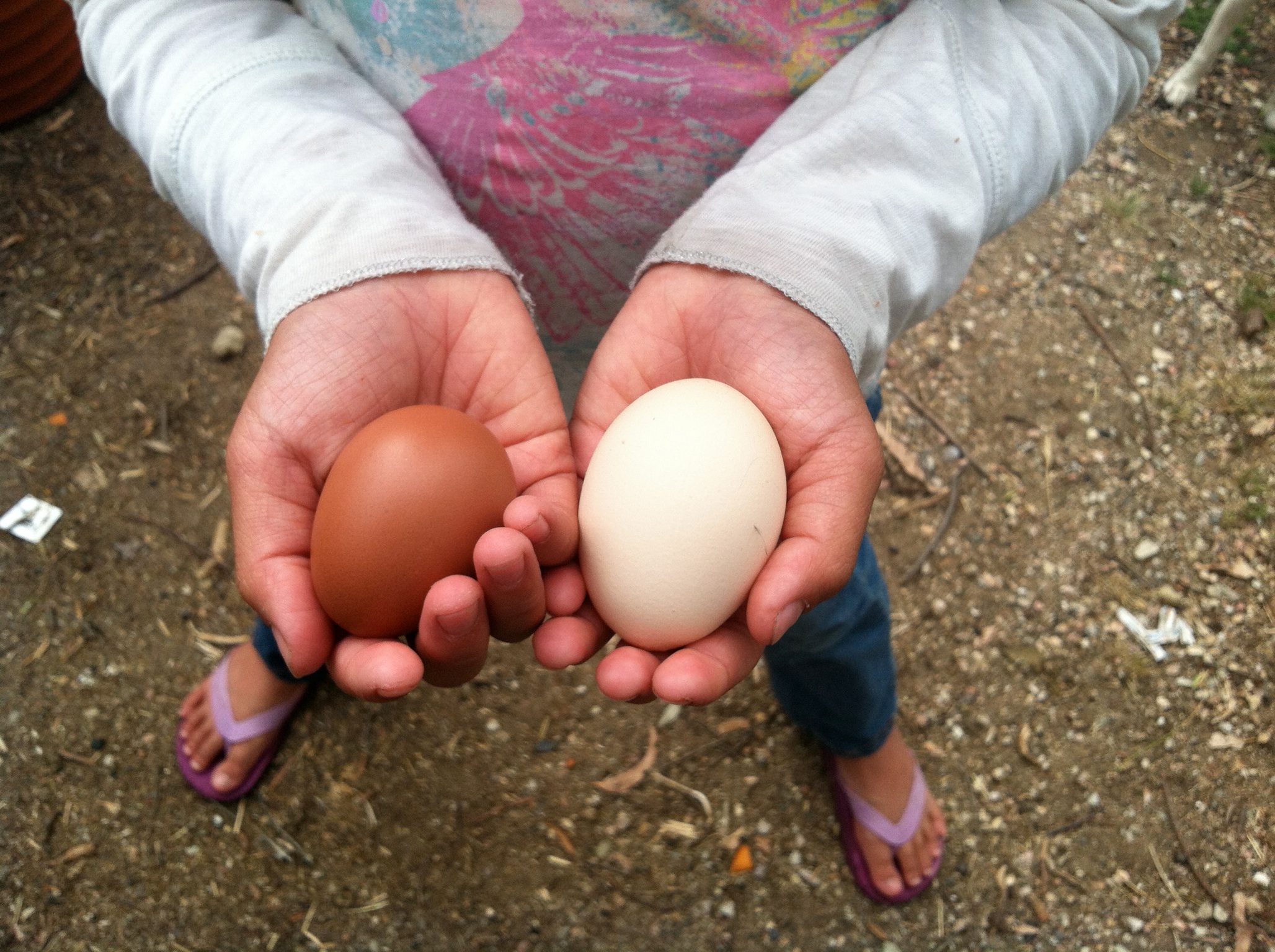 Maya's first egg