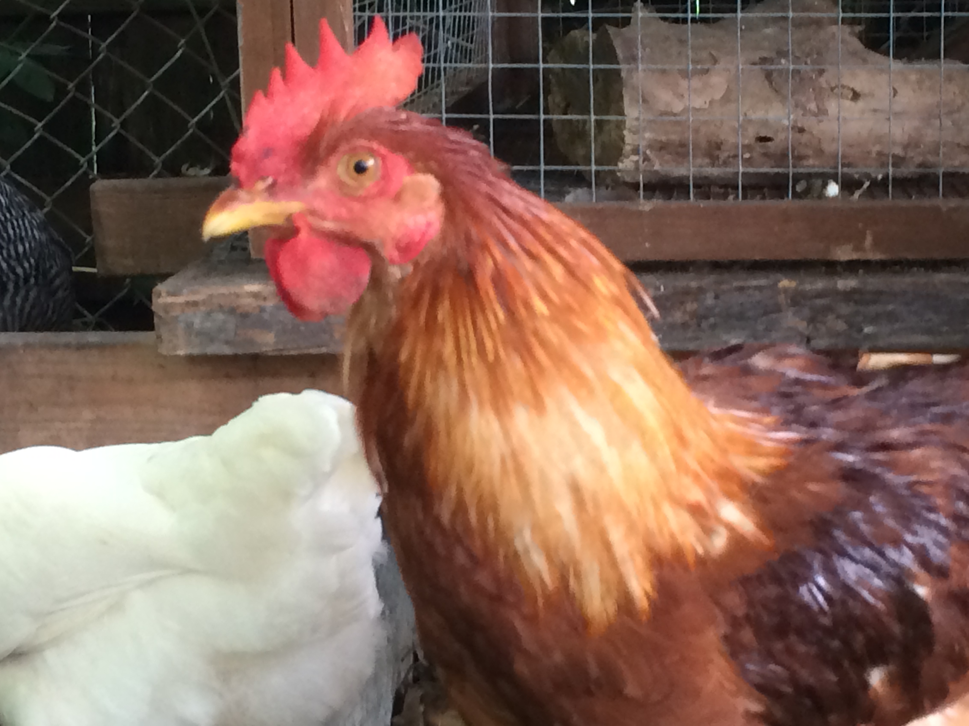 Maybe a cockeral Cinnamon Queen