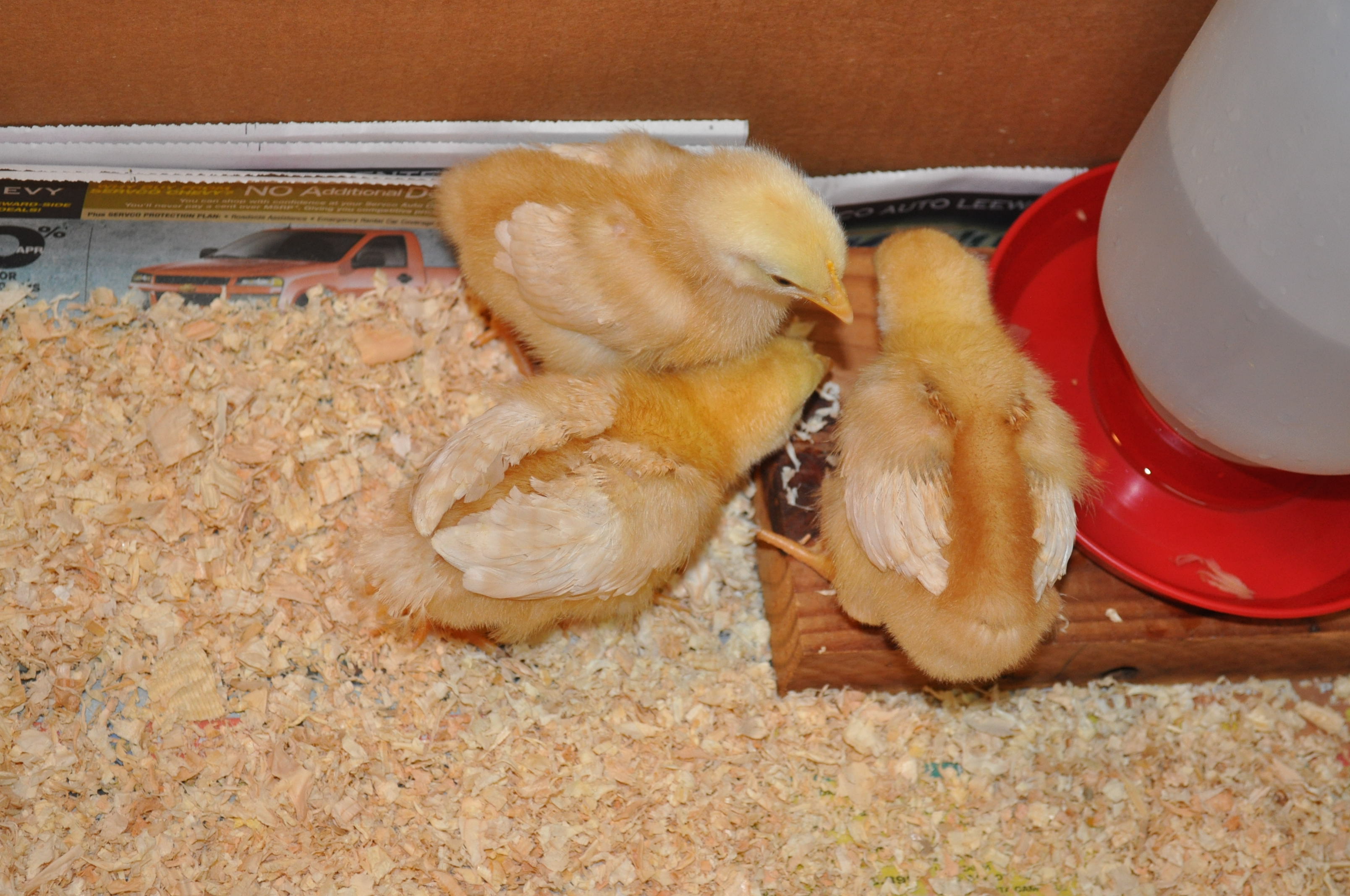 maybe a week-10 days old.