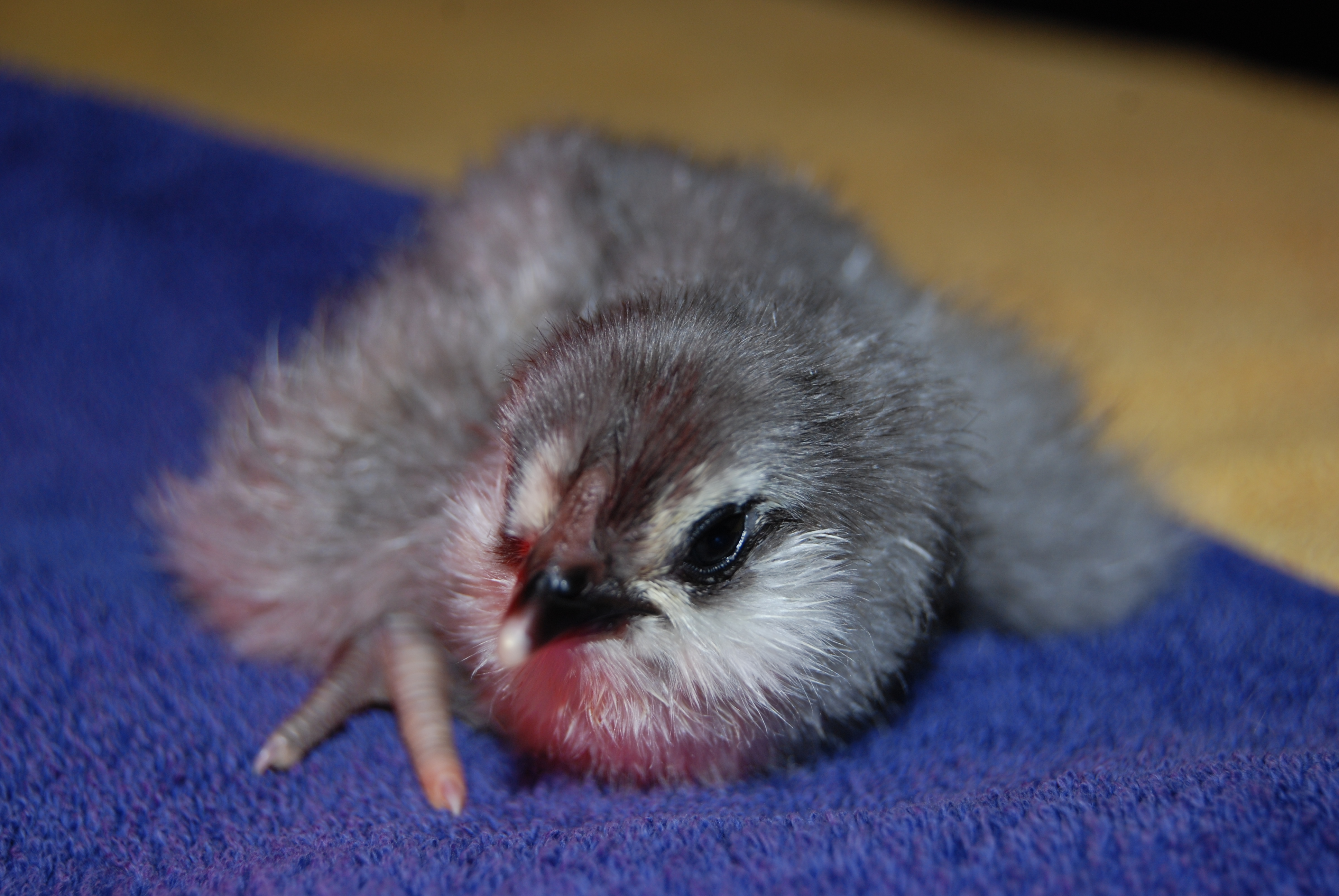 Maybe an hour old.  Twilight
