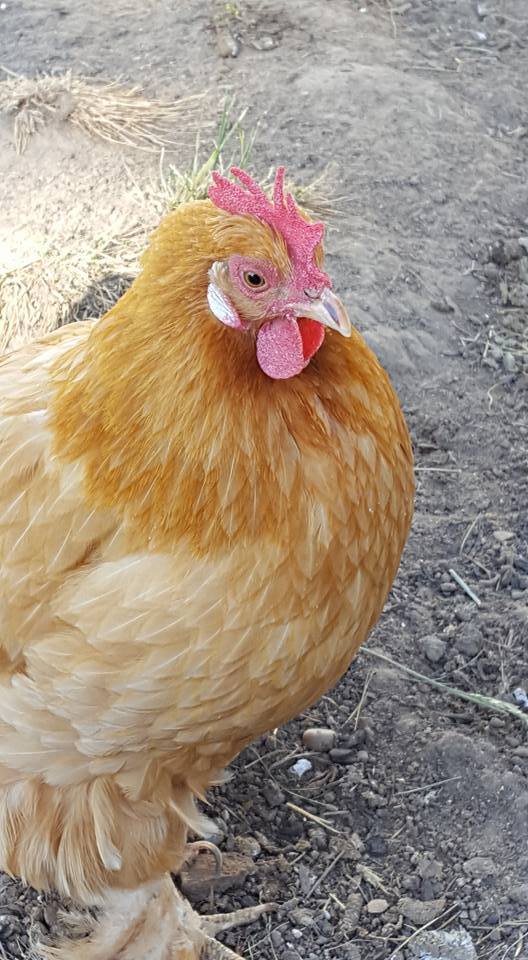 Maybelle, our broody hen