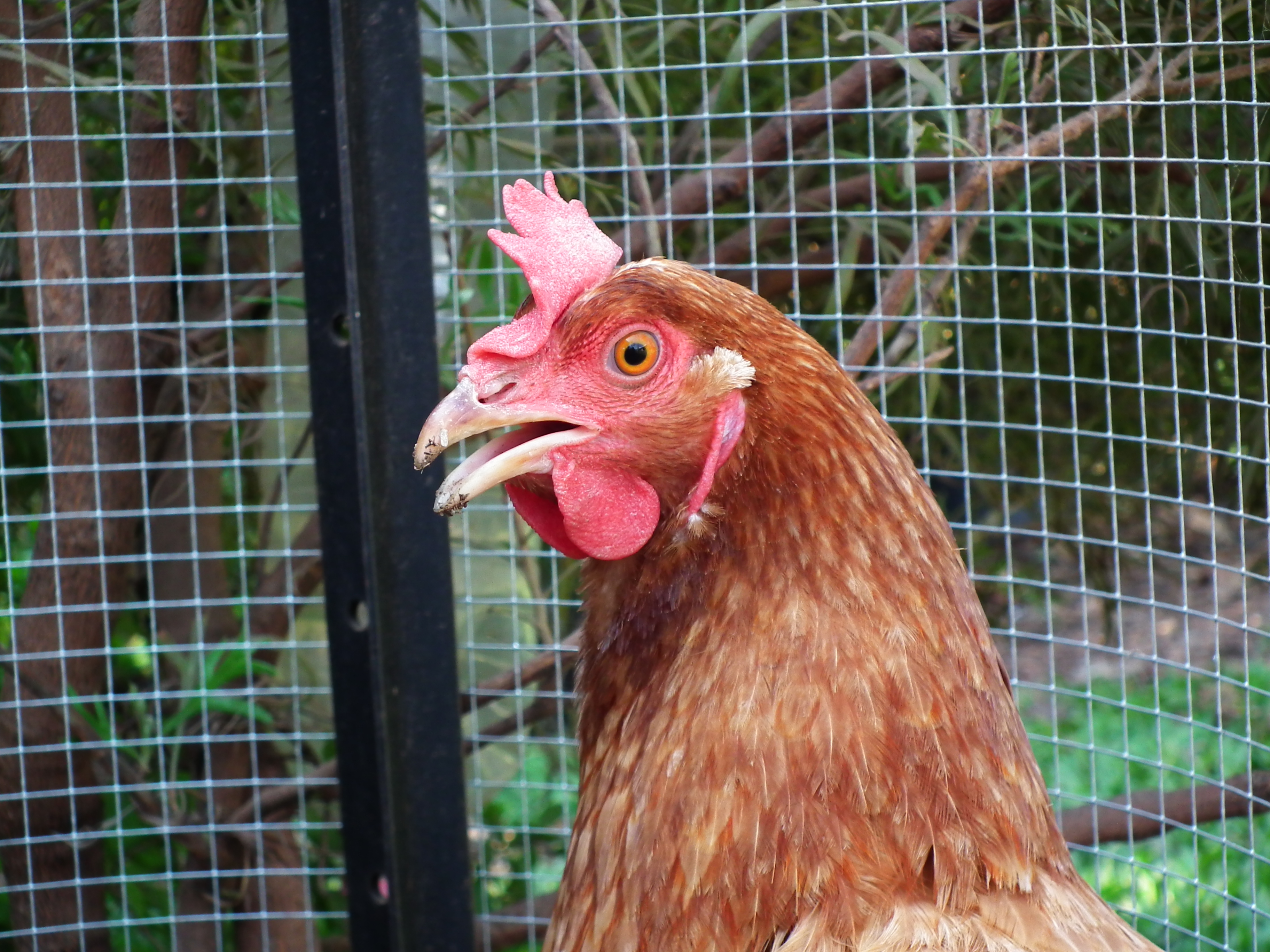 Maybelle