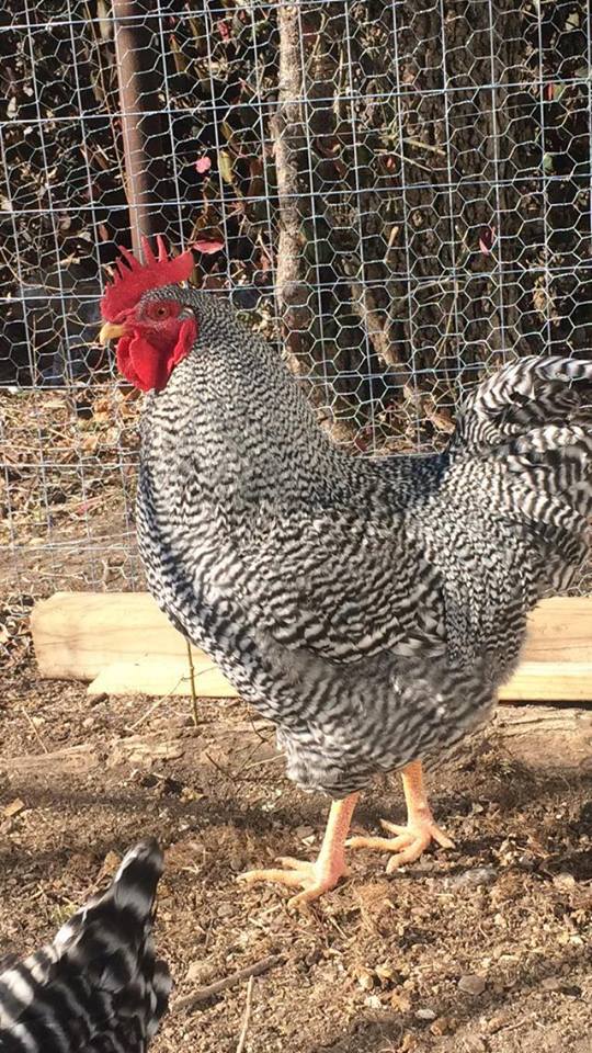 Maynard this afternoon (2/4/2016). My beautiful Roo is 5 months old!