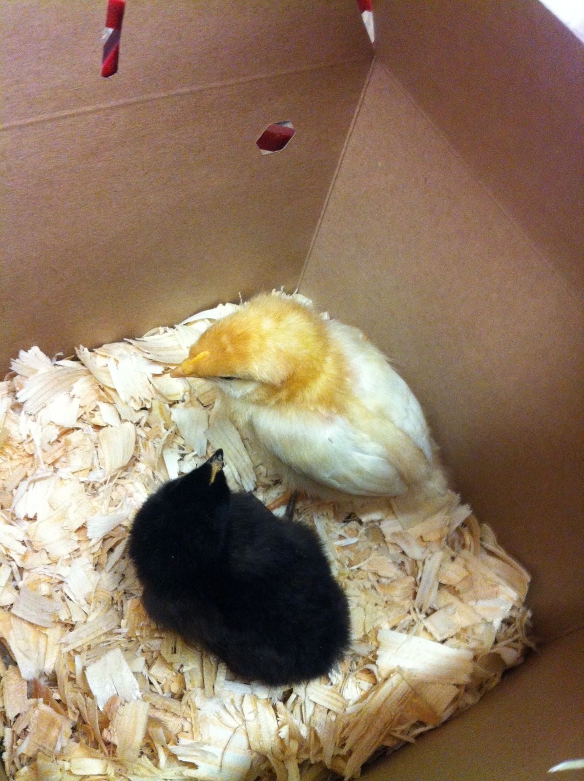 MC & Lucy at 1 week old