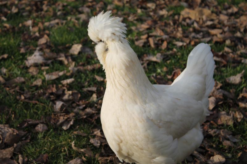 McChicken - 22 weeks.