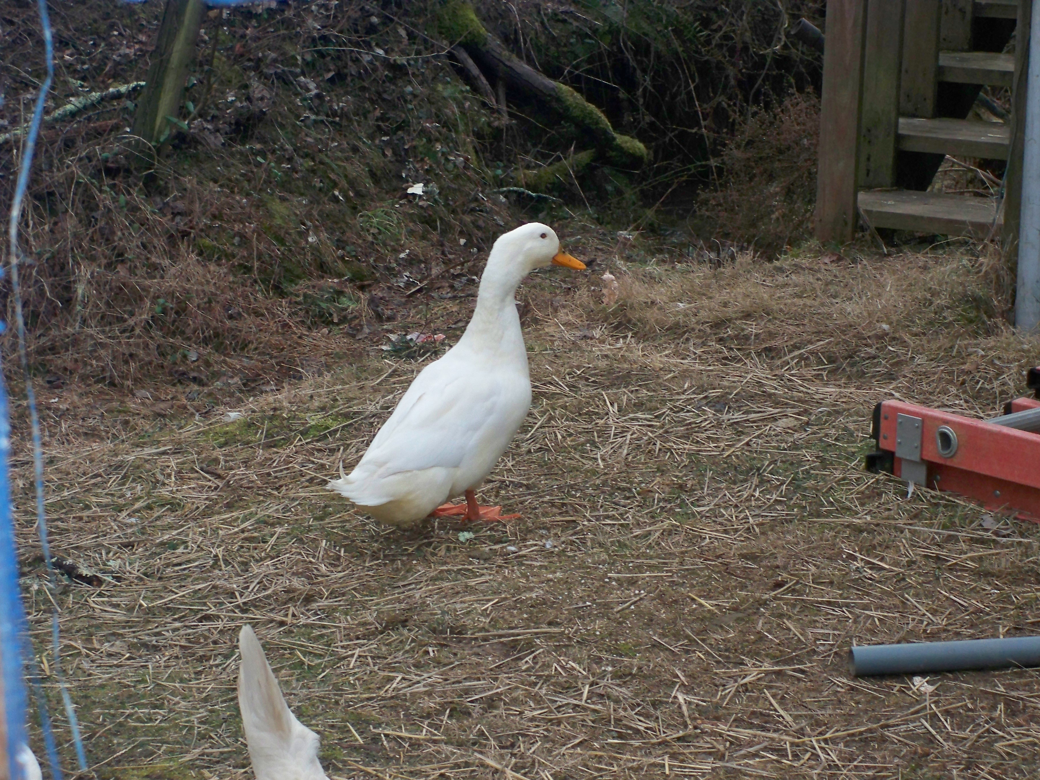 McDuck our Pekin