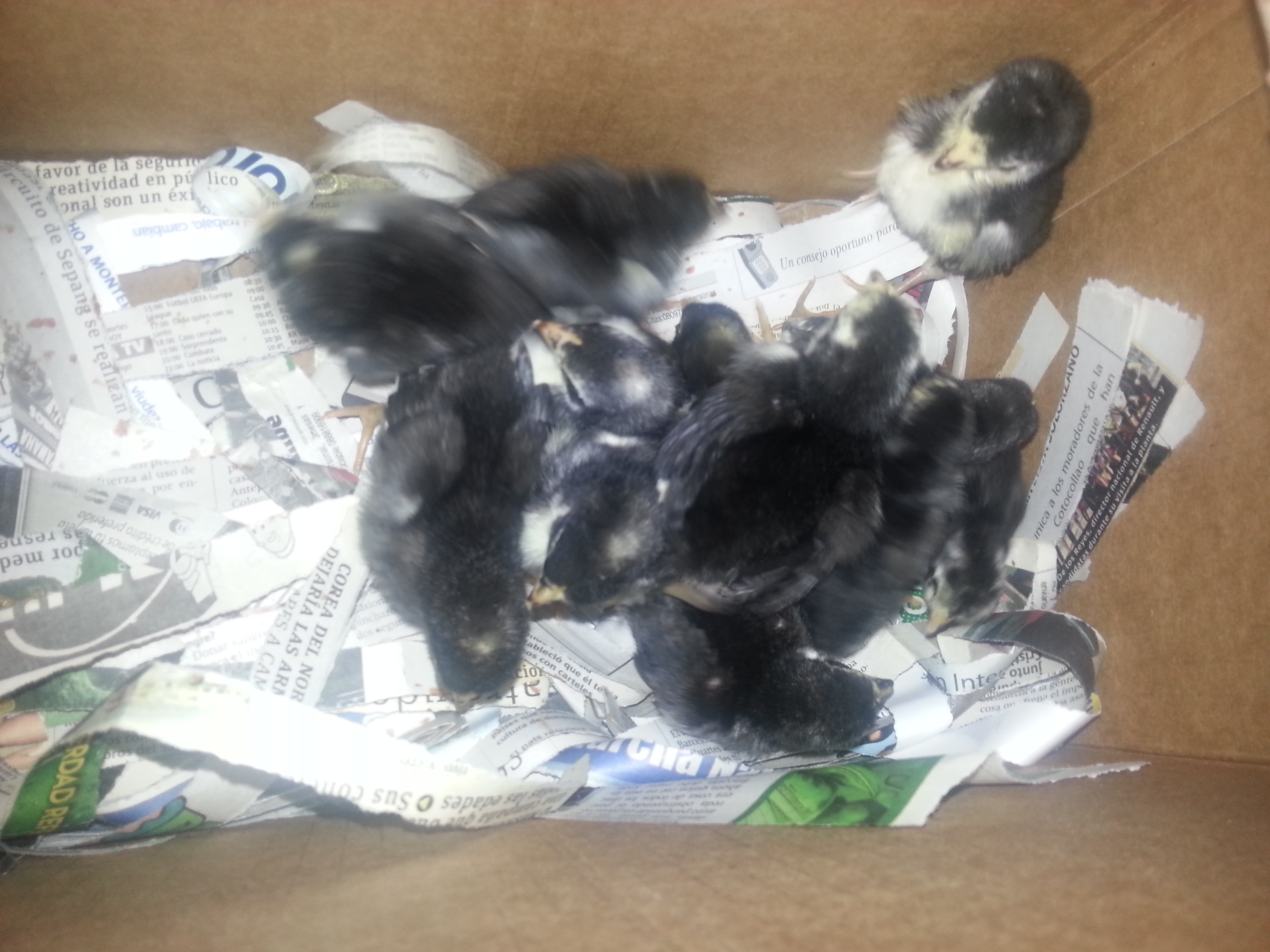 McMillan aseel stag "beast" CHICKS