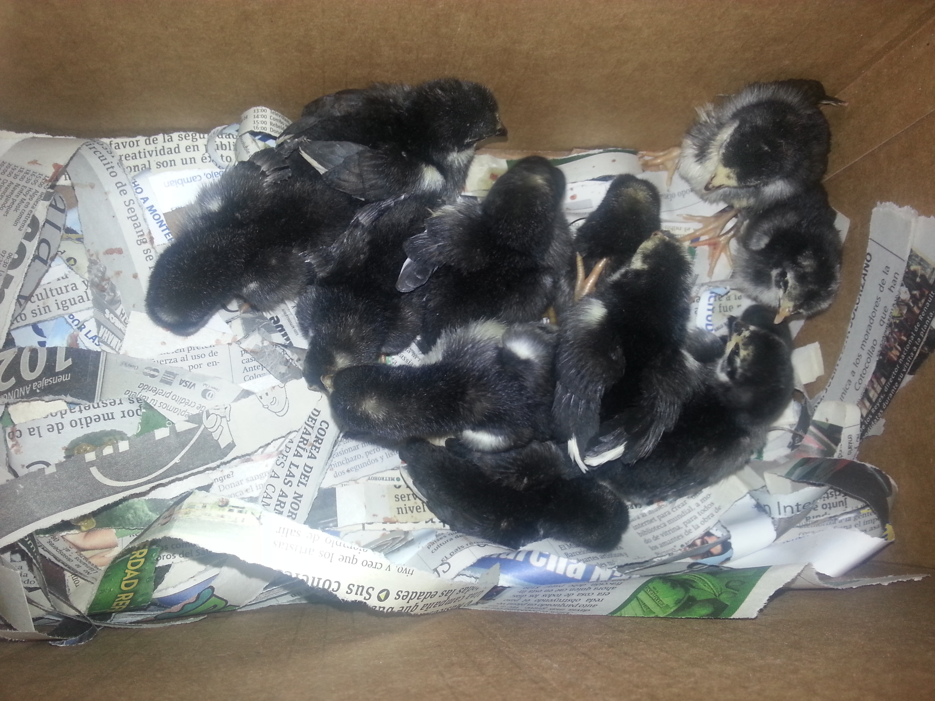 McMillan aseel stag "beast" CHICKS