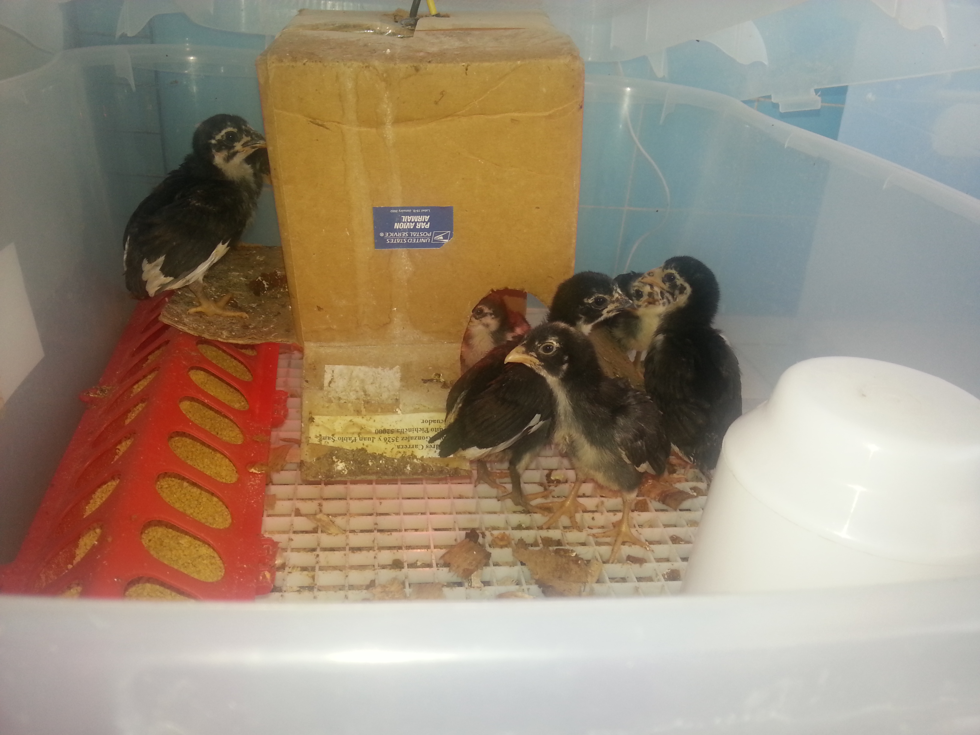 McMillan aseel stag "beast" CHICKS