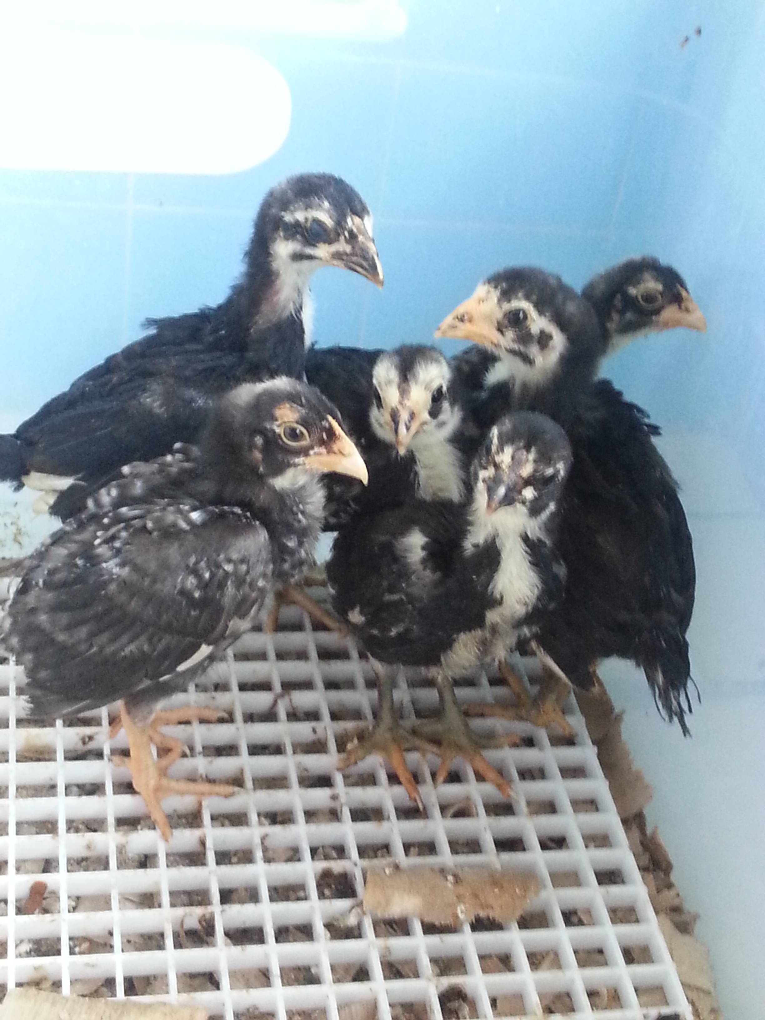 McMillan aseel stag "beast" CHICKS