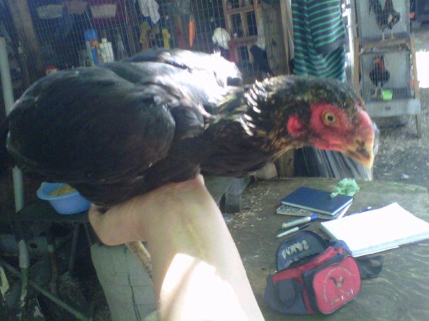 McMillan grey aseel hen lost in transit