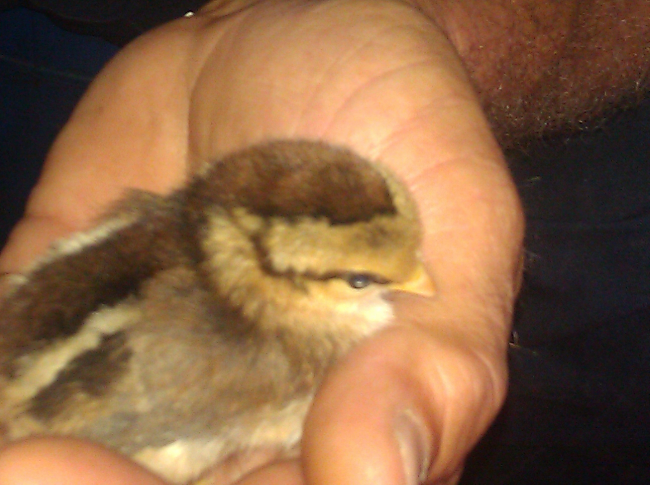 McMurray mystery chick