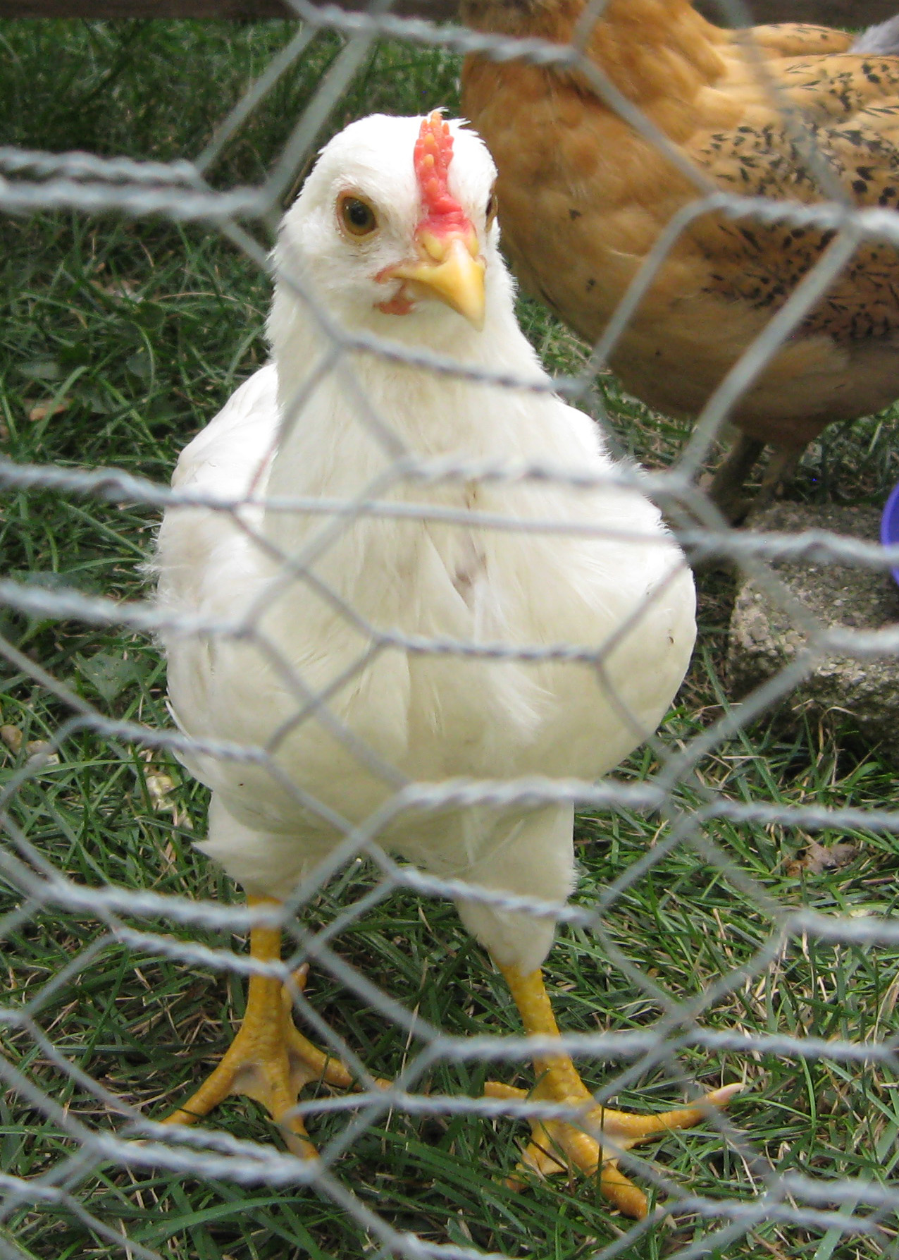 McNugget - smallest when hatched.  First one to get red comb. Very easy to scoop up & hold.