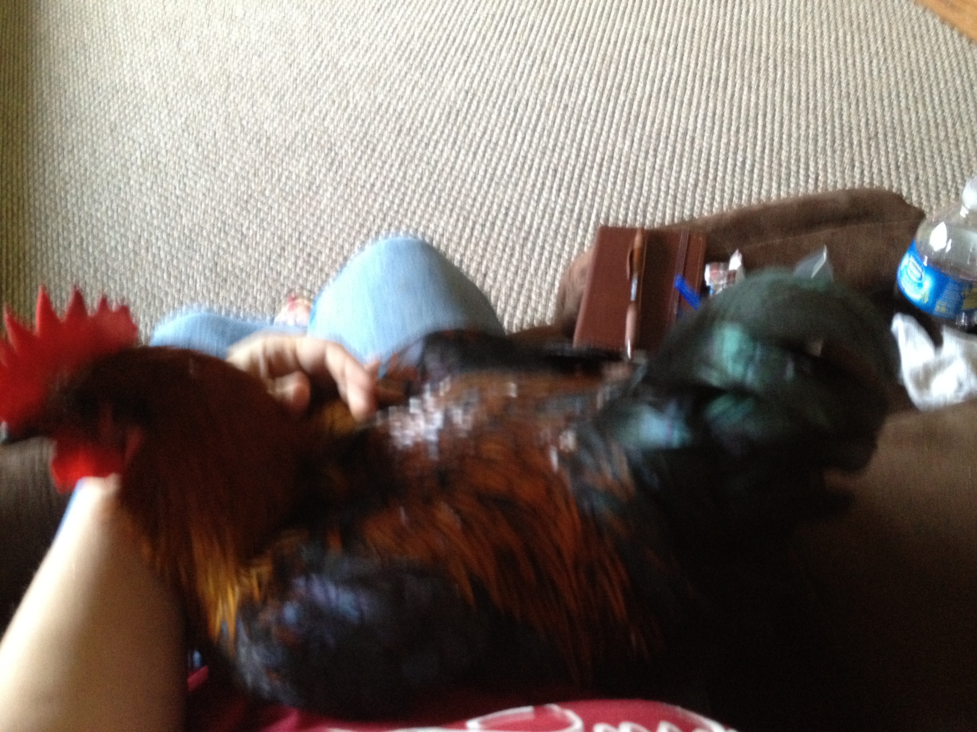 Me and my black copper maran chillin on the couch.