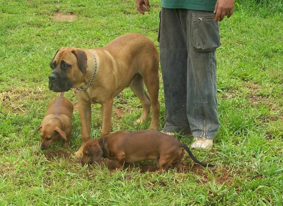 Me and my pack