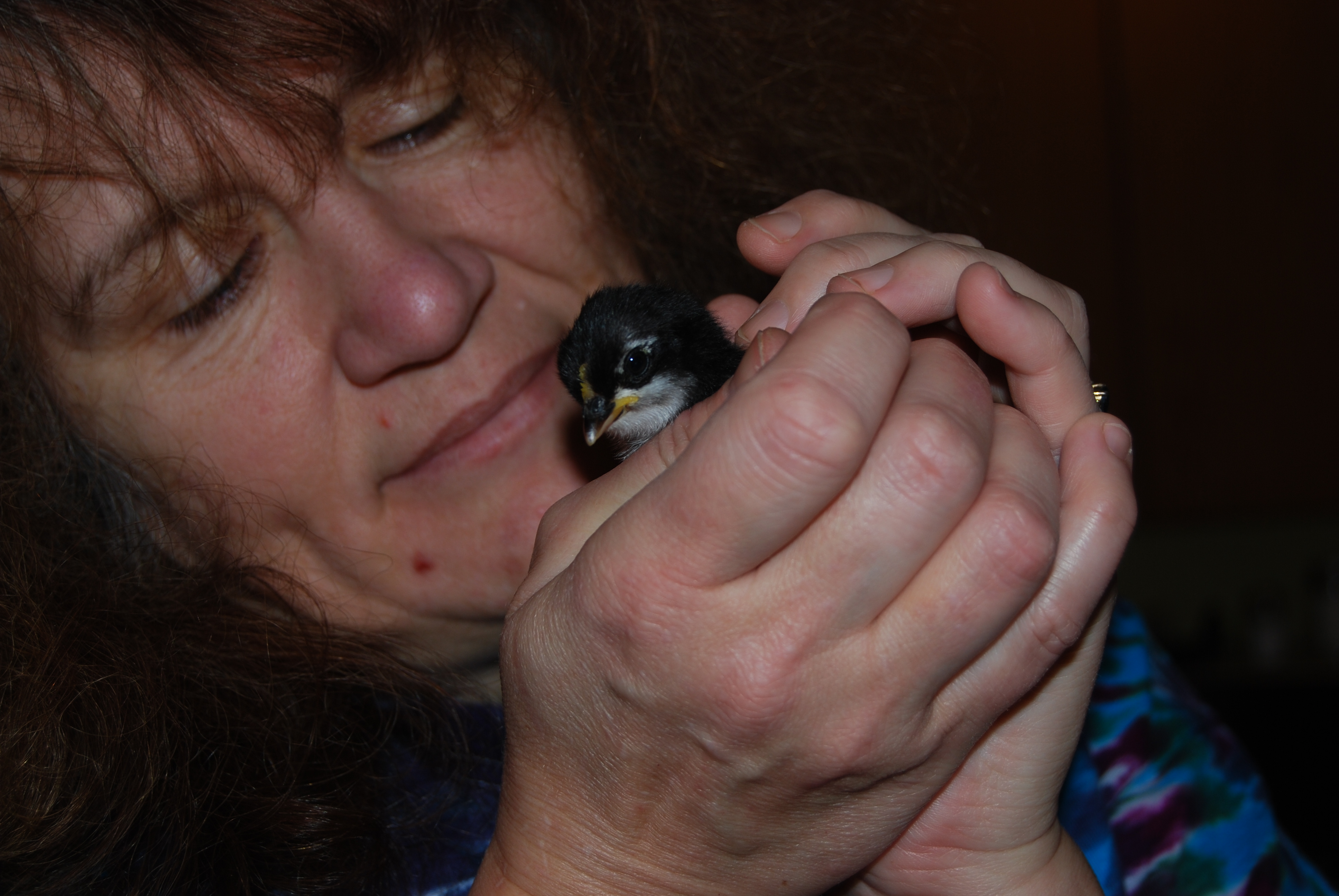 me holding Zoria our second black frizzle.  Not sure what she will look like with feathers yet.  Will post more of all these later when they get bigger.