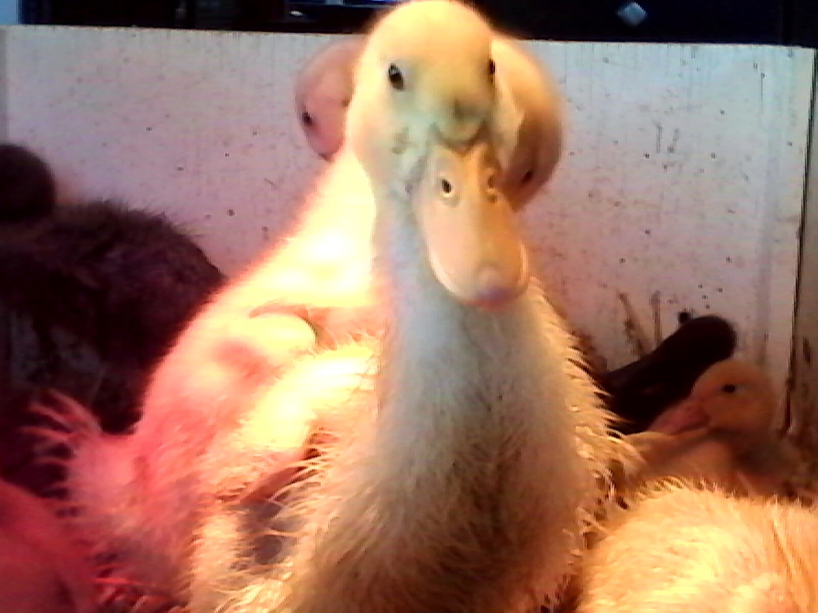 "Me, Me, take my picture"