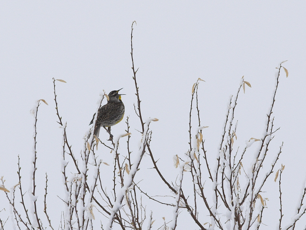 Meadowlark