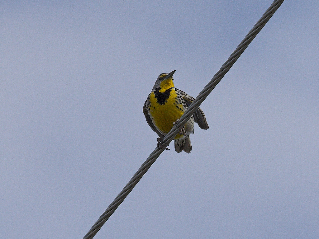 Meadowlark