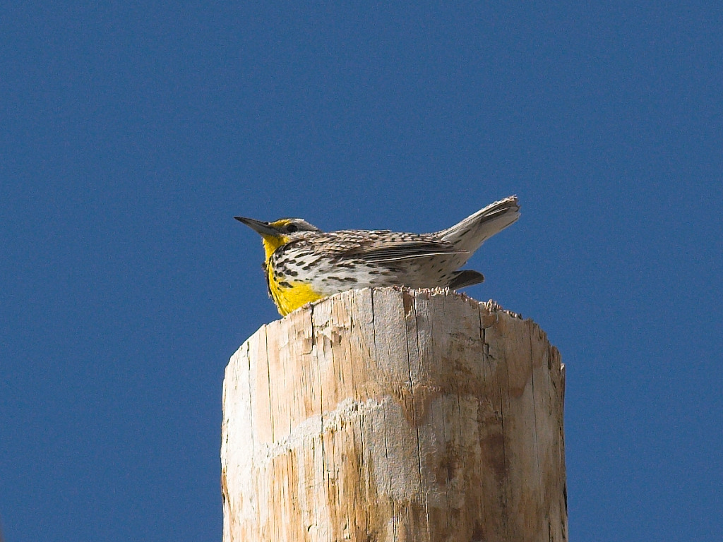 Meadowlark