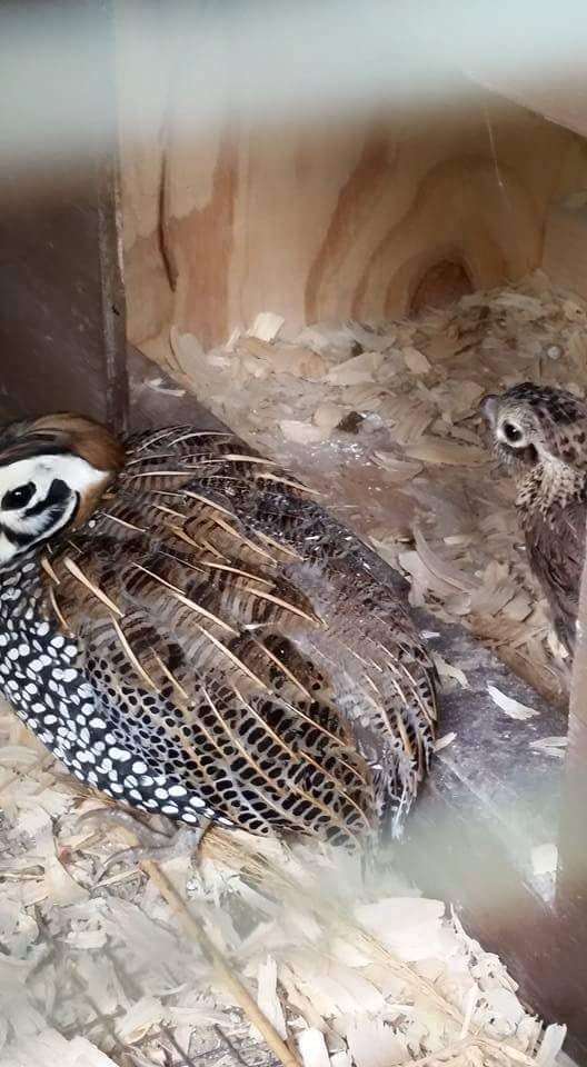 Meaens quail  pairs available this fall call Joe at 216 392 2381