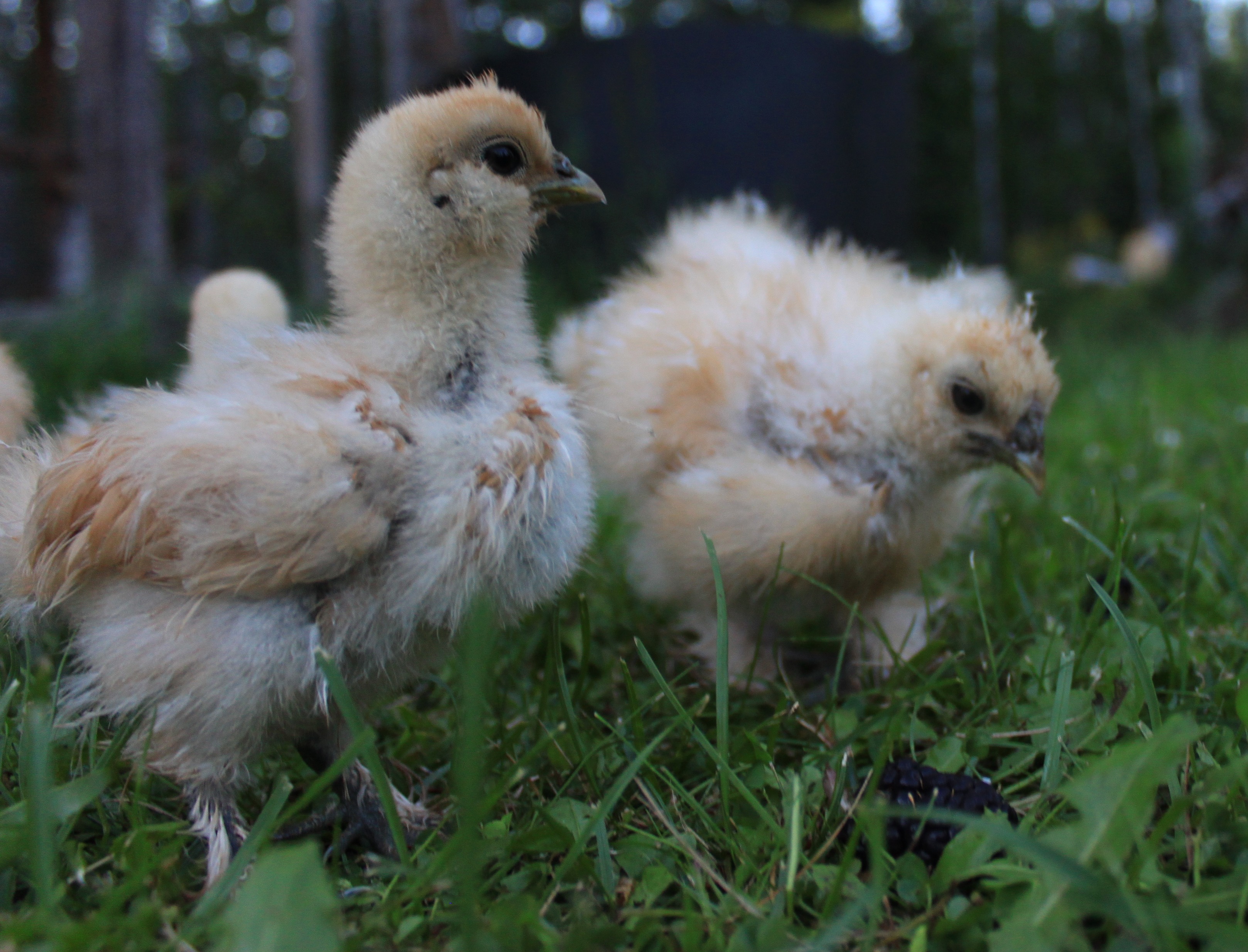 Mealworms, fresh blackberries, and anything they can forage are what's for dinner tonight!