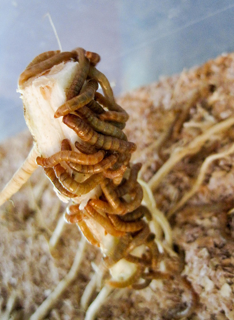 Mealworms on Carrot