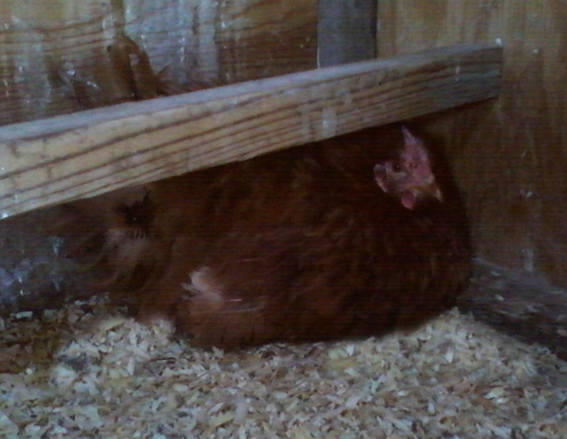 Meanwhile, Lucy has 3 eggs she is still on. She has broken one and cast it aside. One wonders if they can feel the chick inside and know when it's dead or not. I did set up baby feed and water sets near by, in case the little boogers actually do make it. She is trying so hard, but this is her first time and it's already fall. She may just have to broody up again in spring and give this one up. Another week, just to make sure, and for sure they will be too old. Poor mama. She really wanted to be one.