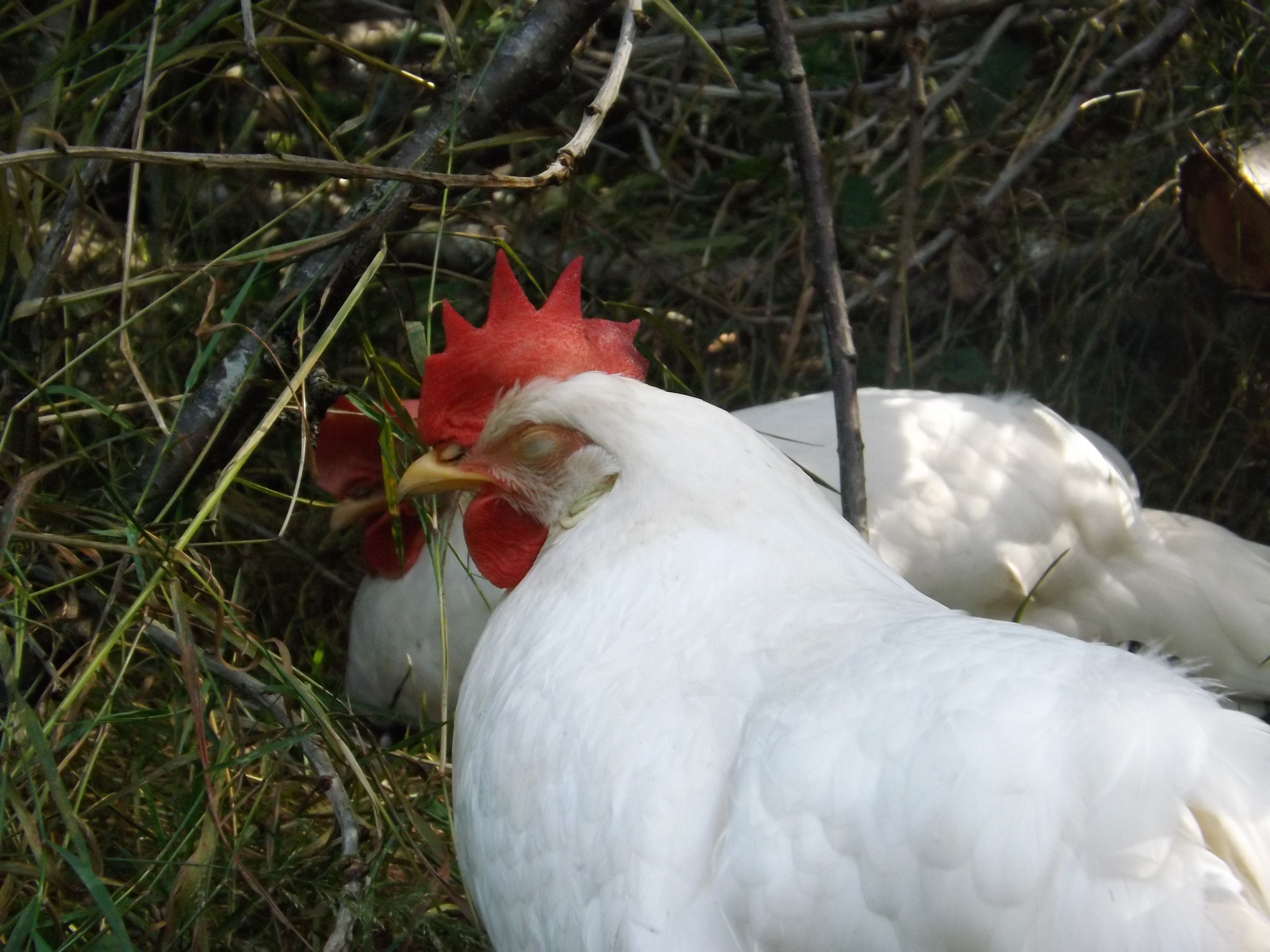 "Meany" and "Cutie" in the background two of our White Leg-horns (my kids names our chickens)