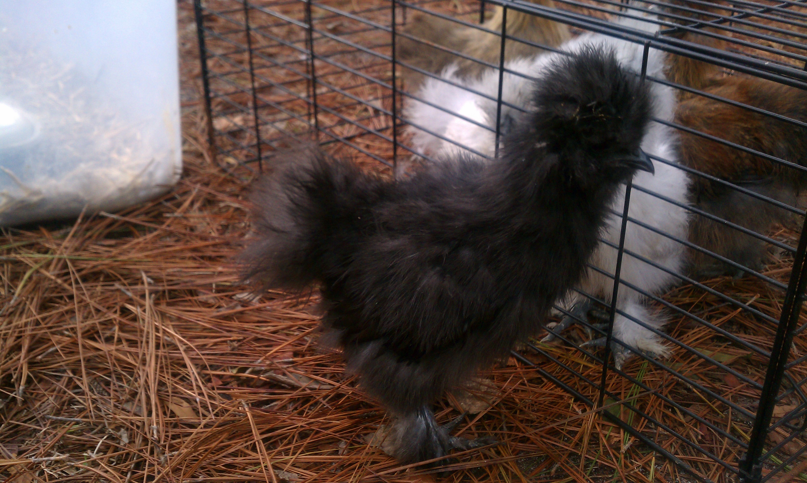"Meany":  My 1st crower!!! He was named this because when he was just a wee lil thing he would kinda bully the other chicks, now he's pretty friendly to all!