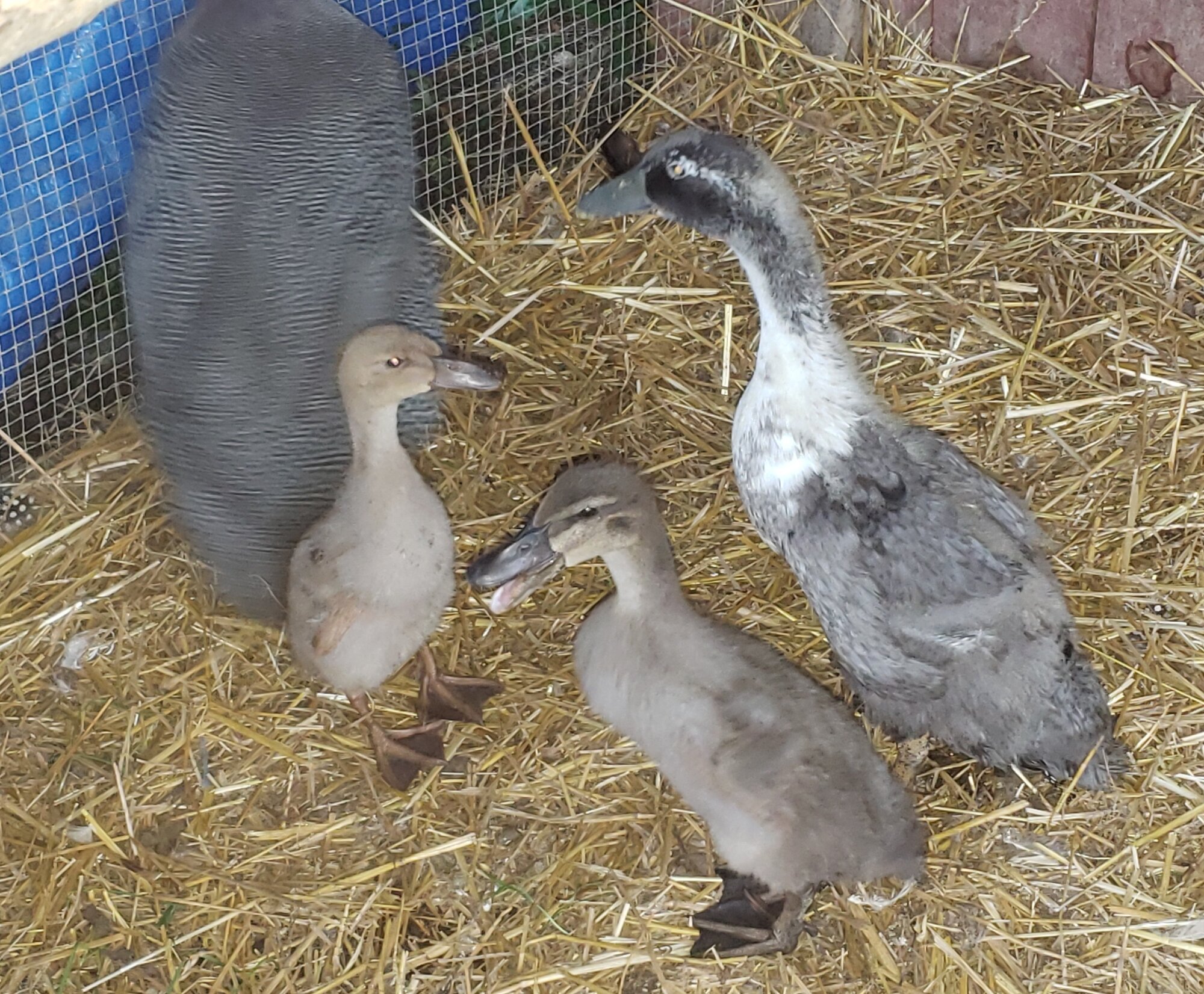 Meat Bird Show 12.jpg