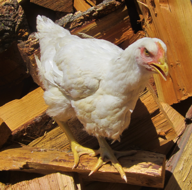 Meat Bird Show 13.png