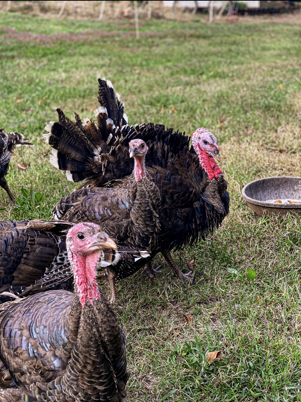 Meat Bird Show 2.jpg