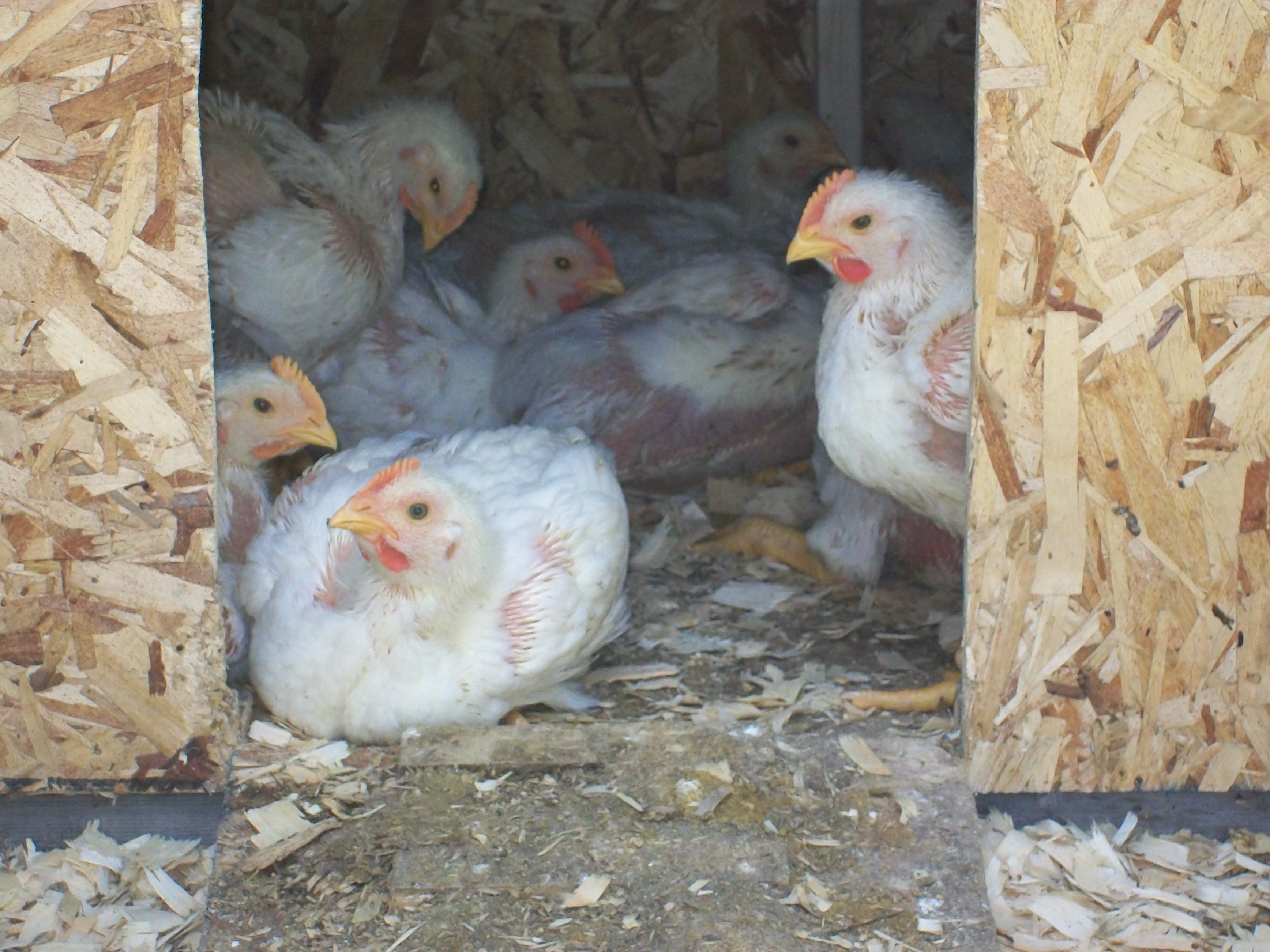 Meat Birds BackYard Chickens Learn How to Raise Chickens