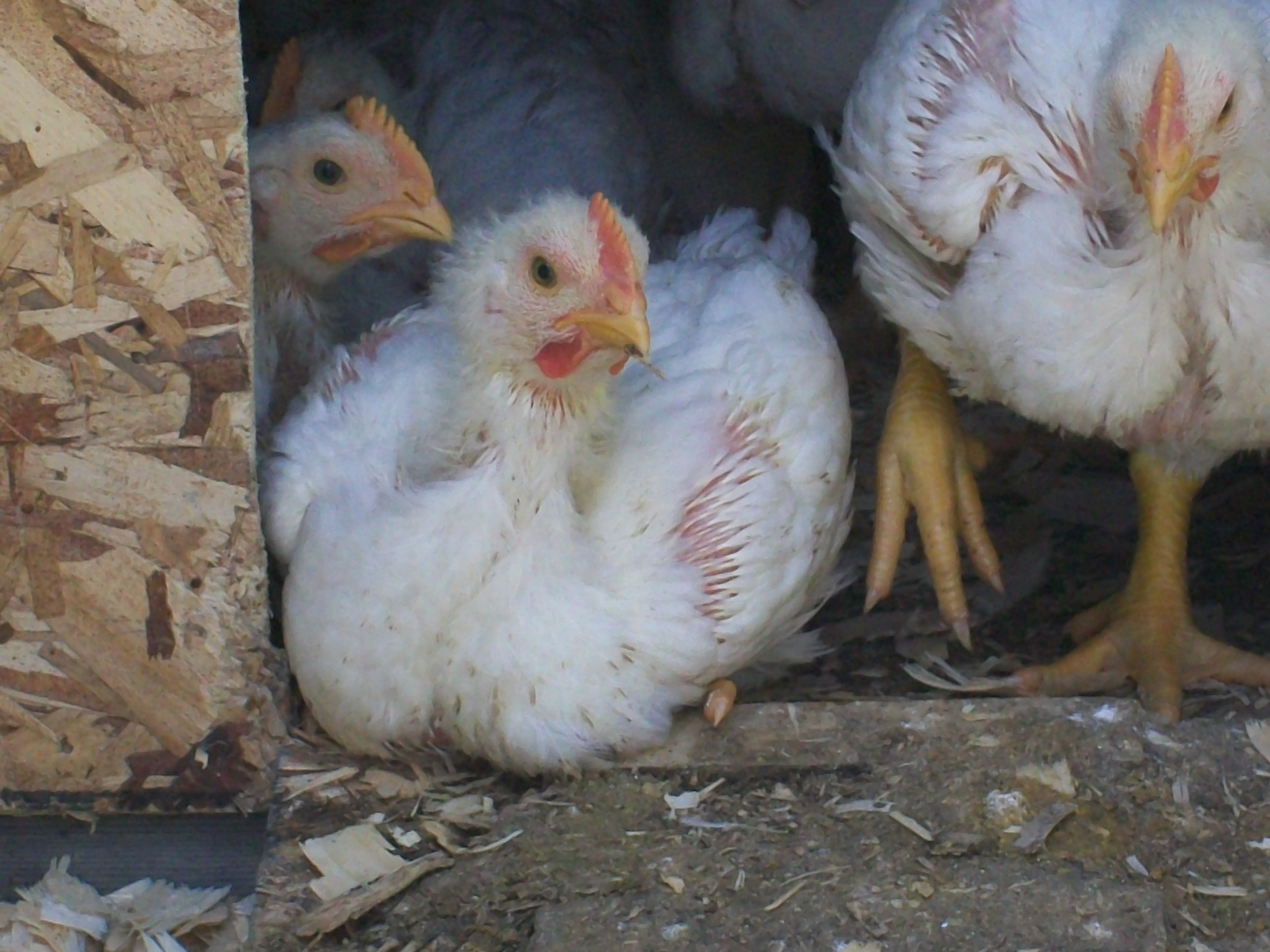 Meat Birds BackYard Chickens Learn How to Raise Chickens
