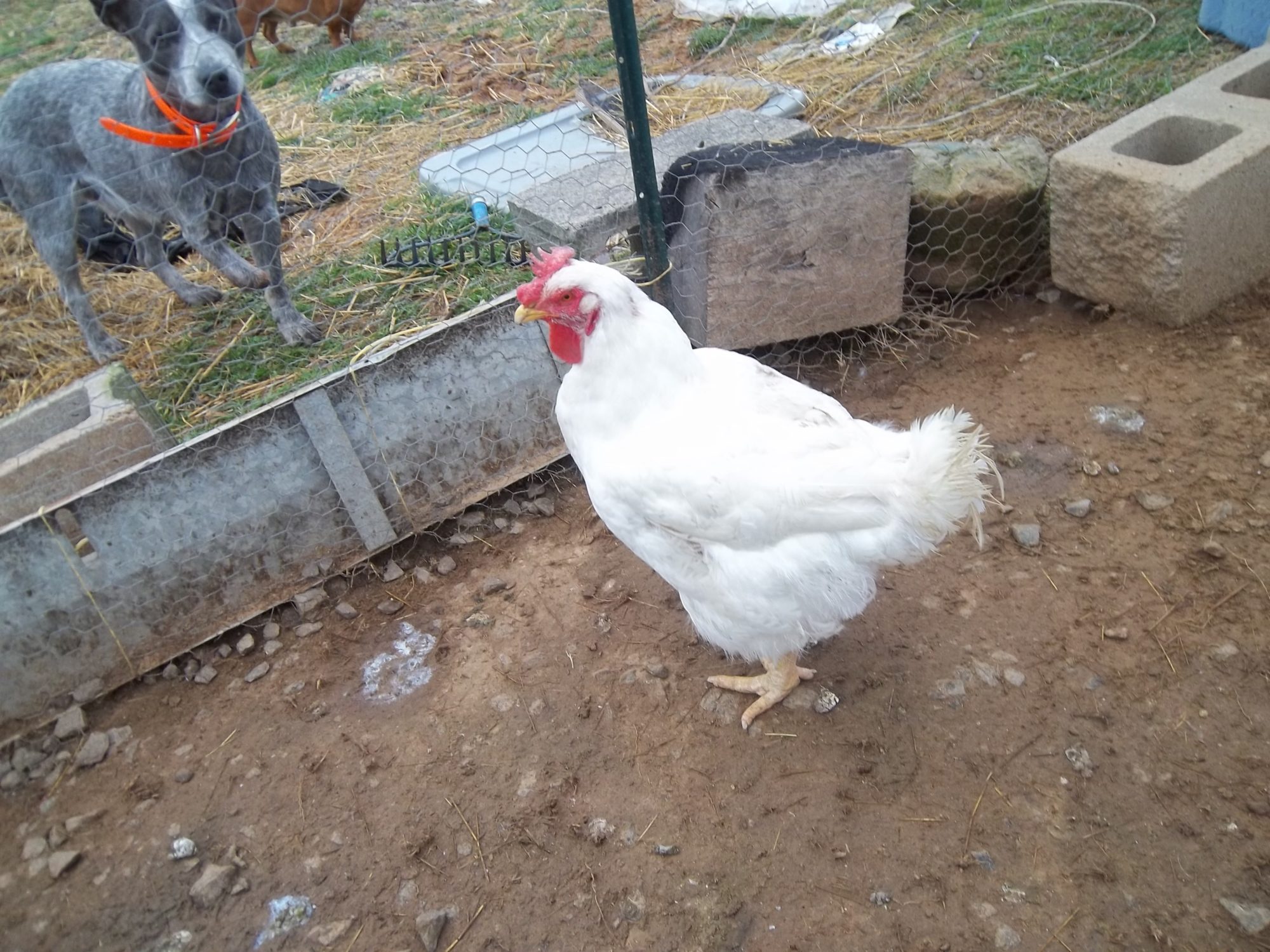 meat chicken i saved from tyson lol